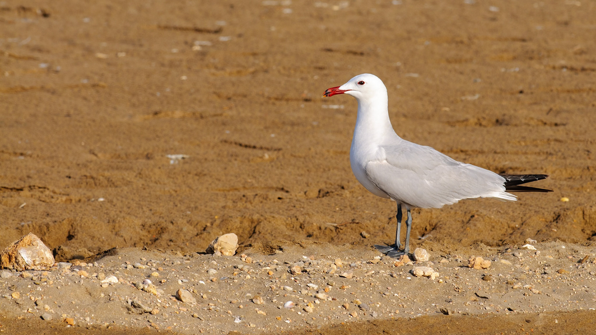 The Audouin's gull (Ichthyaetus audouinii) is a large gull restricted to the Mediterranean and the western coast of Saharan Africa and the Iberian peninsula. The genus name is from Ancient Greek ikhthus, "fish", and aetos, "eagle", and the specific audouinii and the English name are after the French naturalist Jean Victoire Audouin.