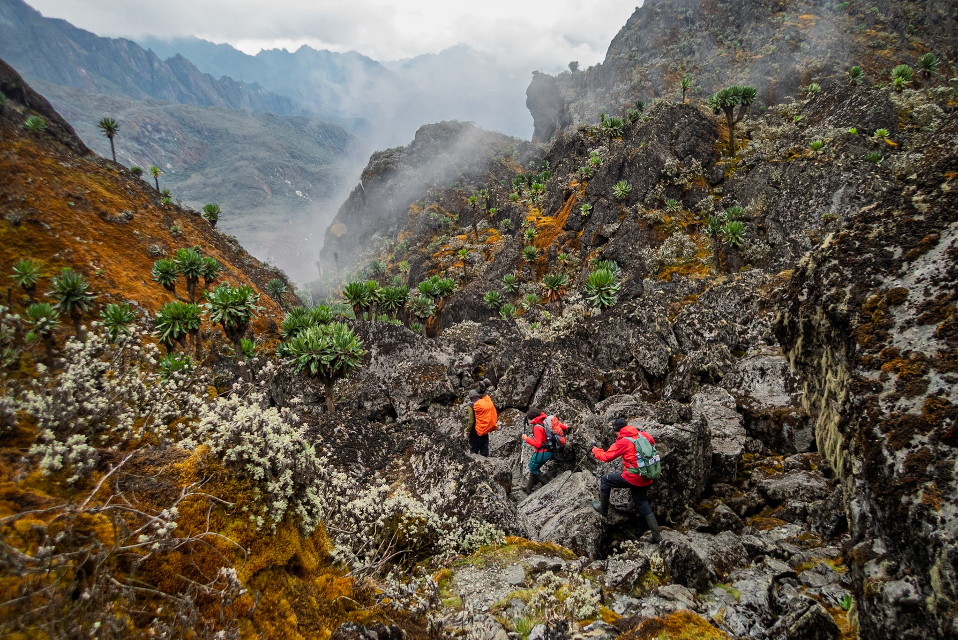 | Day 5. Elena Hut (4,541 m) - Margherita Peak (5.109 m) - Kitandara Hut (4.023 m)  |  Rwenzori Mountains | Uganda |  Rwenzori Mountains | Uganda |