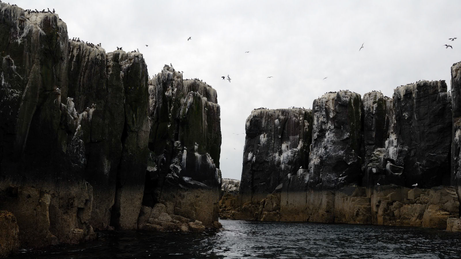 | Farne Islands | Northumbria | United Kingdom |