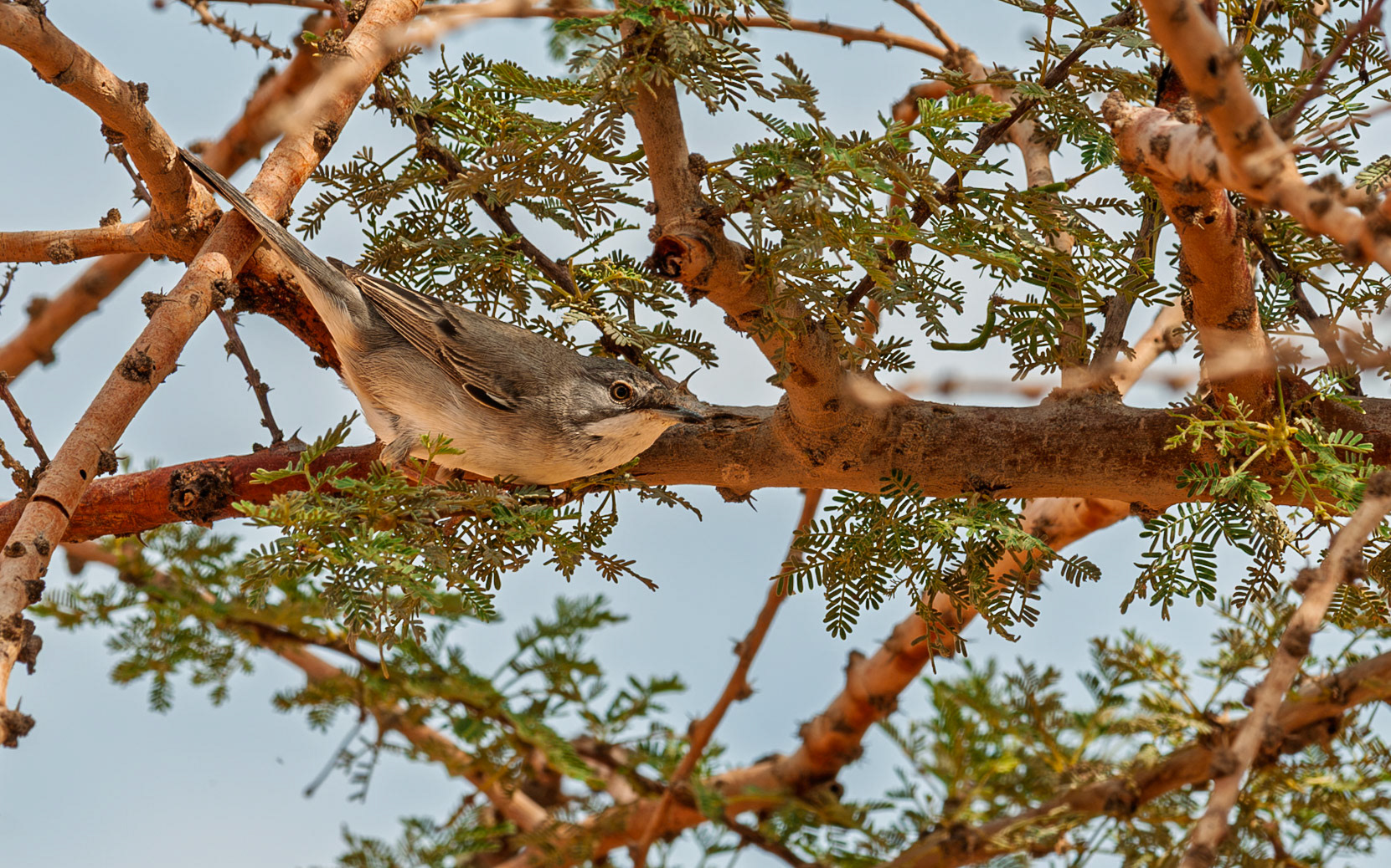 | Common whitethroat (Curruca communis) | Har'ei Eilat | Eilat | Israel | | Eilat | Israel |