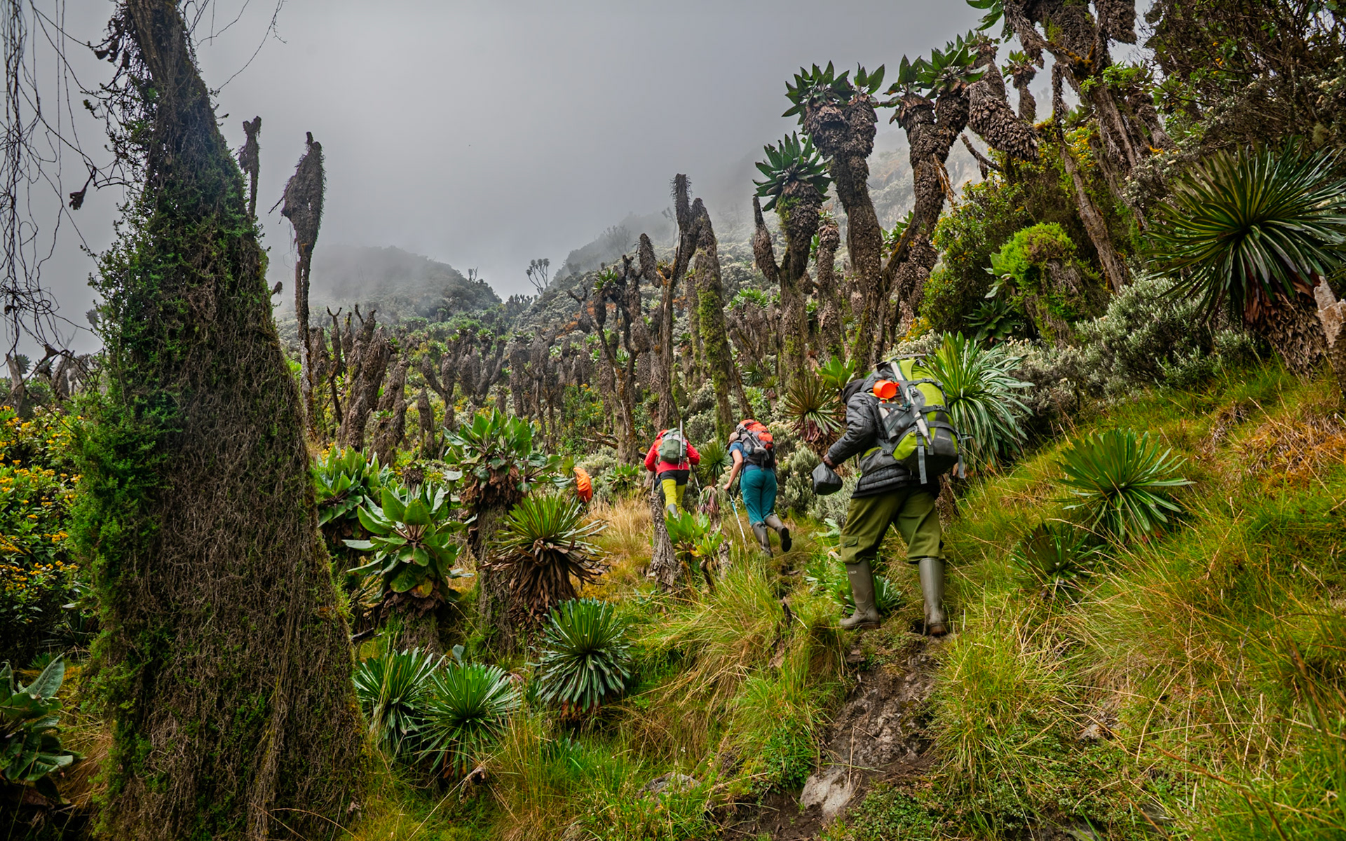 | Day 4. Bujuku Hut (3.977 m) - Elena Hut (4,541 m) |  Rwenzori Mountains | Uganda |  Rwenzori Mountains | Uganda |