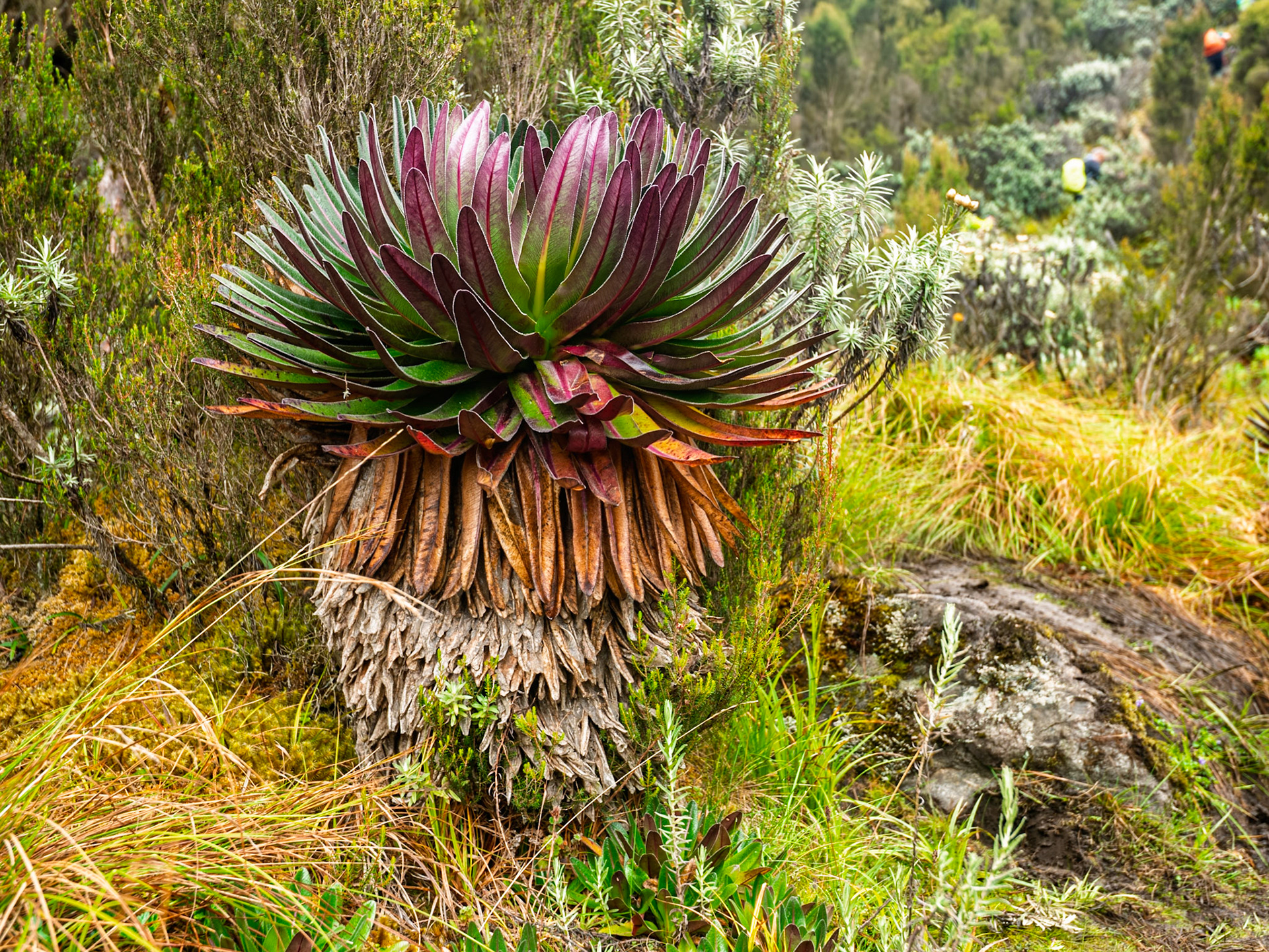 | Rwenzori Giant Lobelia (Lobelia wollastonii) | Day 3. John Matte Hut (3.505 m) - Bujuku Hut (3.977 m) |  Rwenzori Mountains | Uganda | |  Rwenzori Mountains | Uganda |
