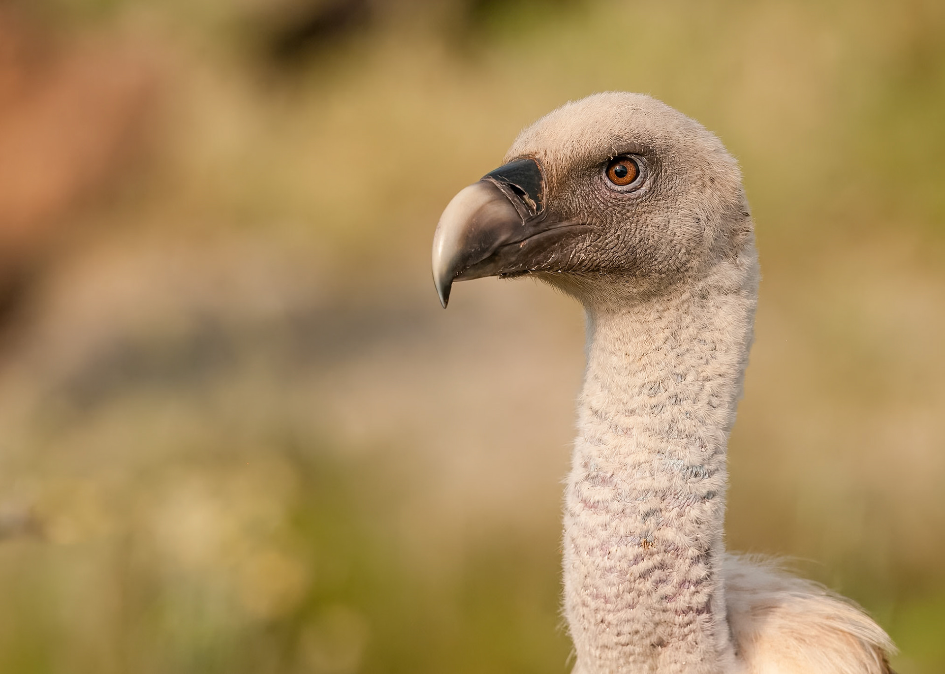 | Griffon Vulture (Gyps fulvus) | Conca de Tremp | Catalonia |