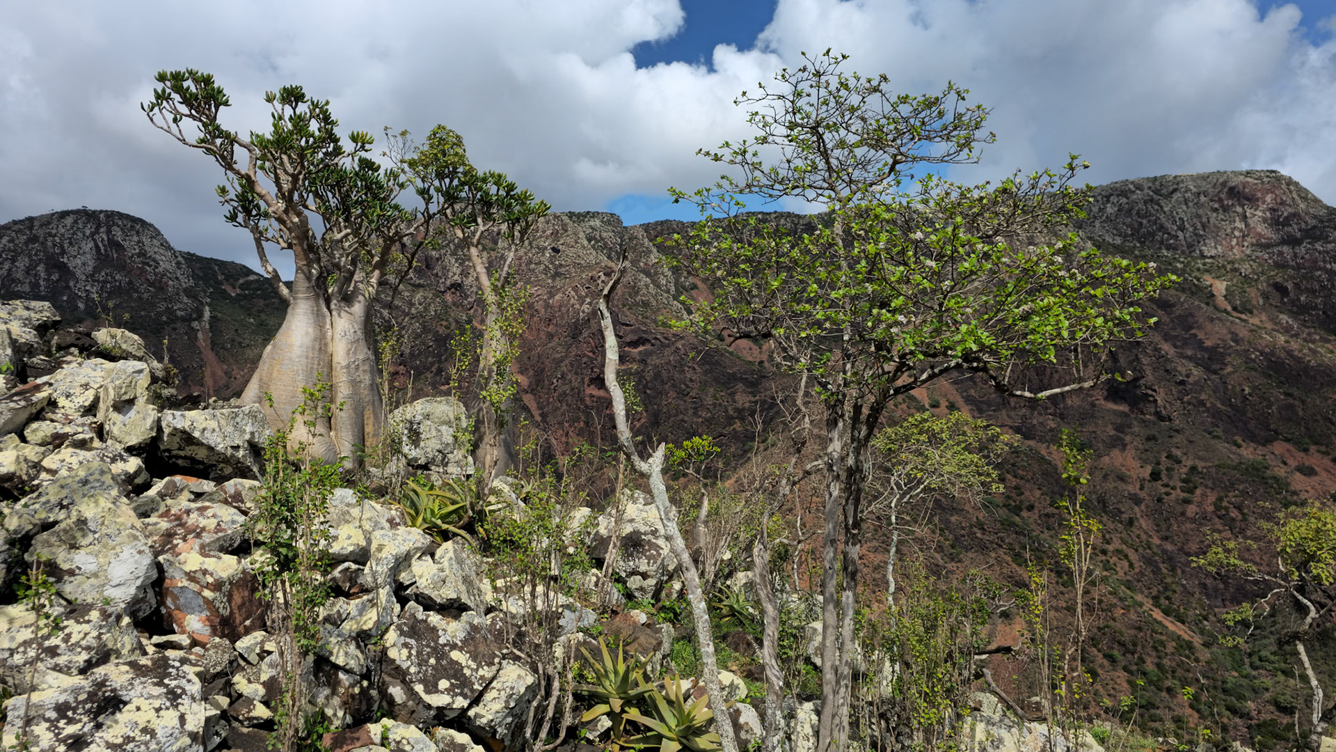Desert Rose (Adenium obesum)