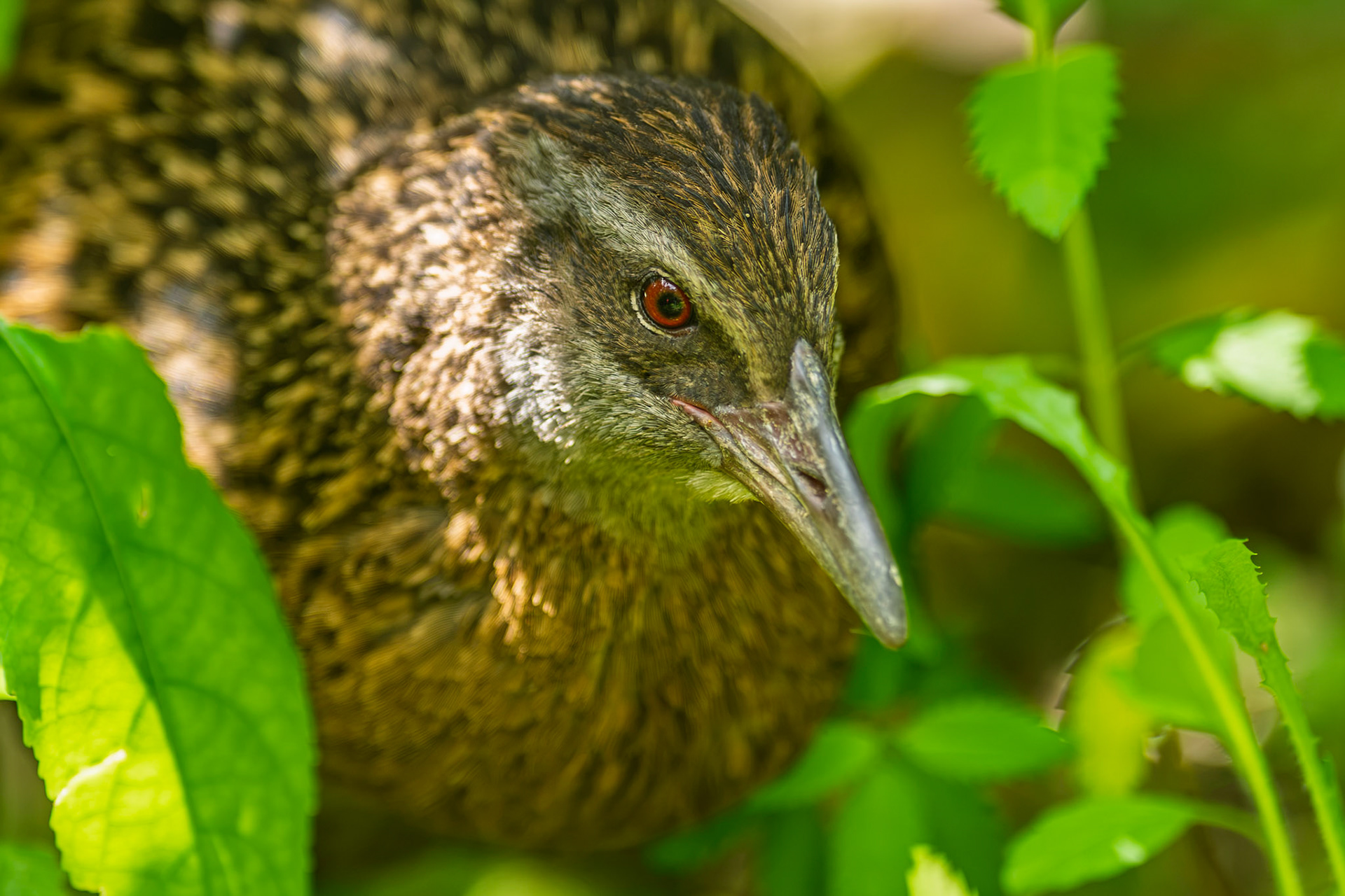 | Weka (Gallirallus australis) | Queen Charlotte Sound | South Island | New Zealand |