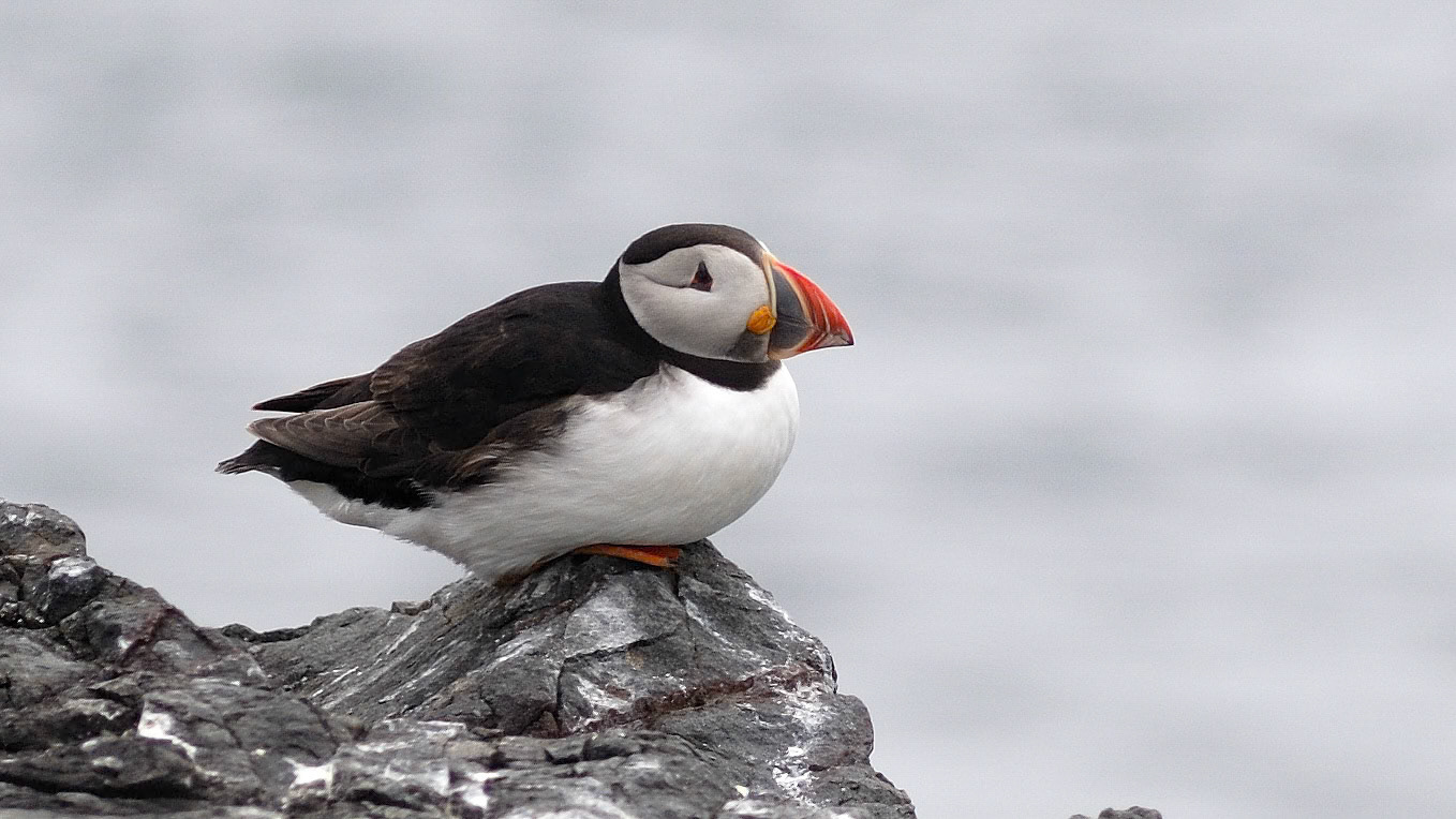 | Atlantic puffin (Fratercula arctica) | Farne Islands | Northumbria | United Kingdom |