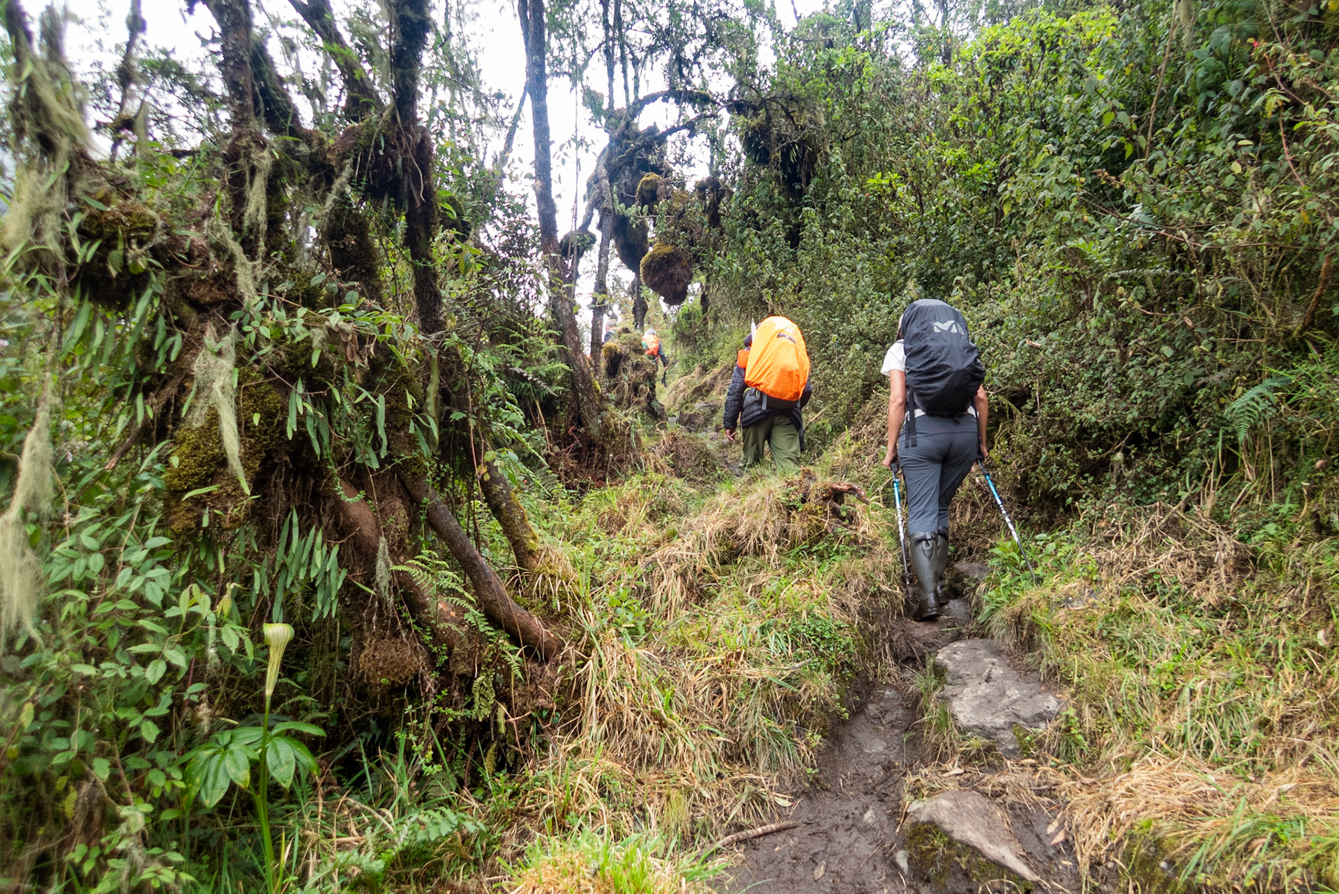 | Day 2. Nyabitabe Camp (2.651 m) - John Matte Hut (3.505 m) |  Rwenzori Mountains | Uganda | |  Rwenzori Mountains | Uganda |