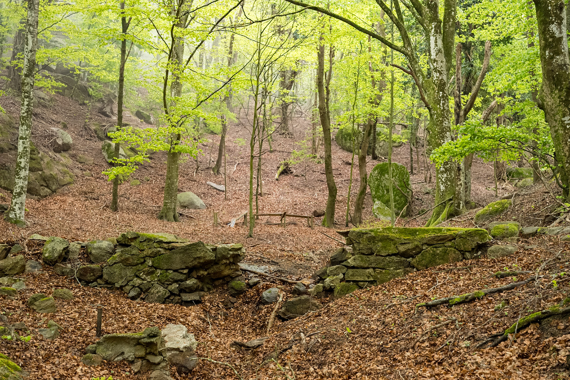 ARP 40. Les Illes - Coll de l'Ullat