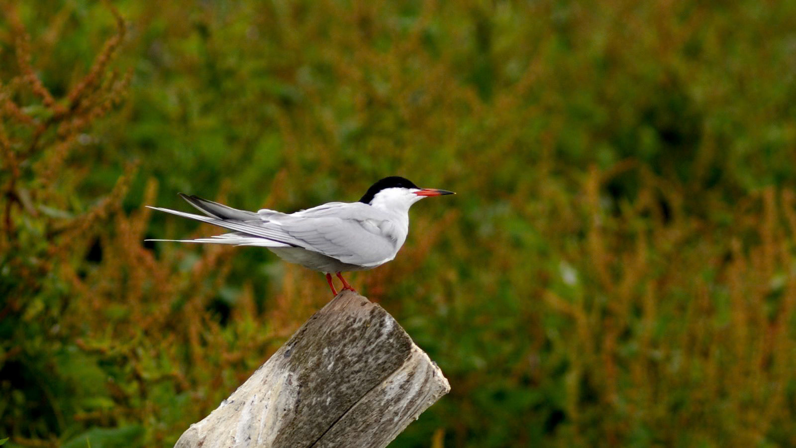 | Common tern (Sterna hirundo) | Farne Islands | Northumbria | United Kingdom |