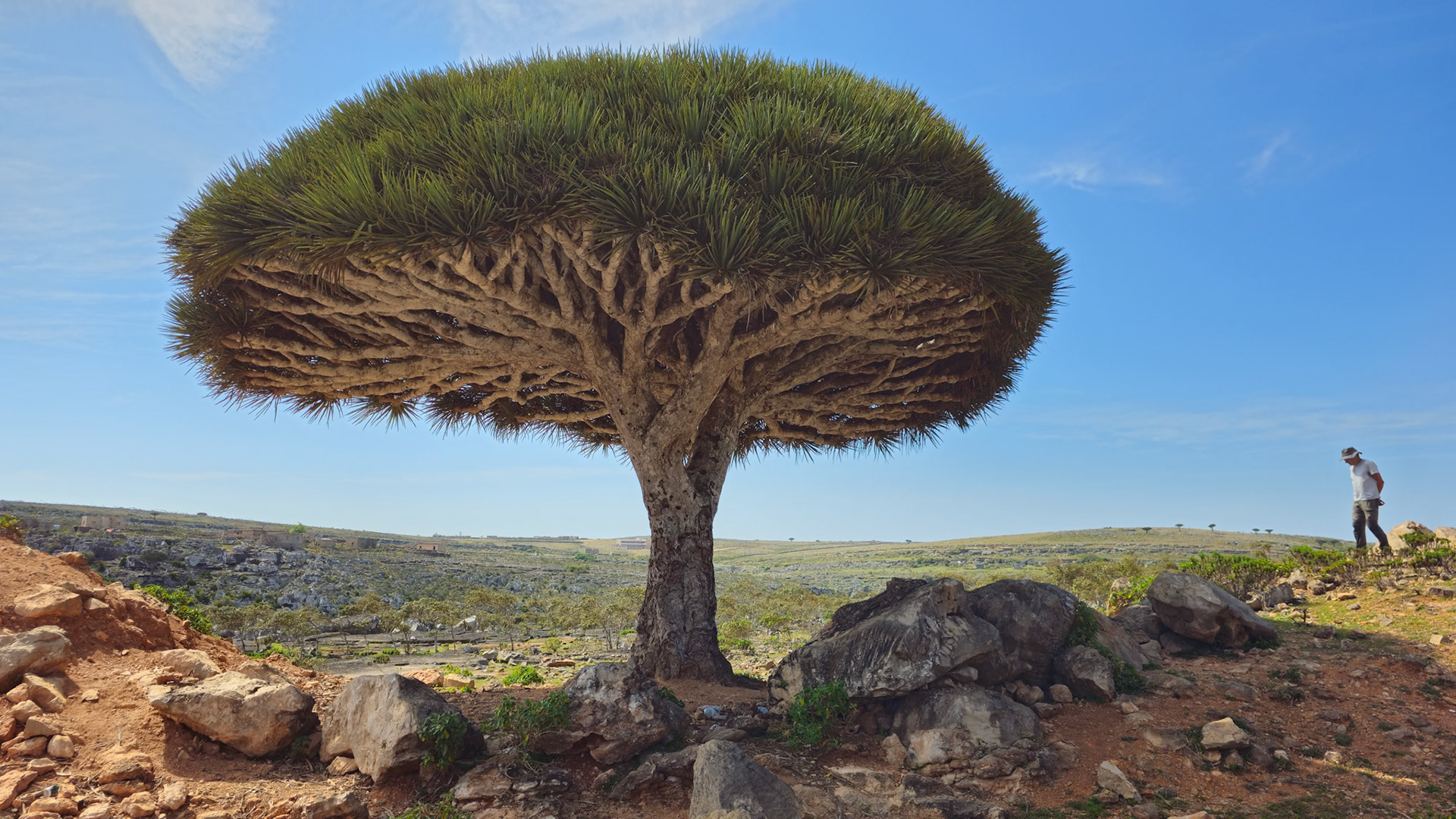 The biggest Socotra Dragon Blood Tree