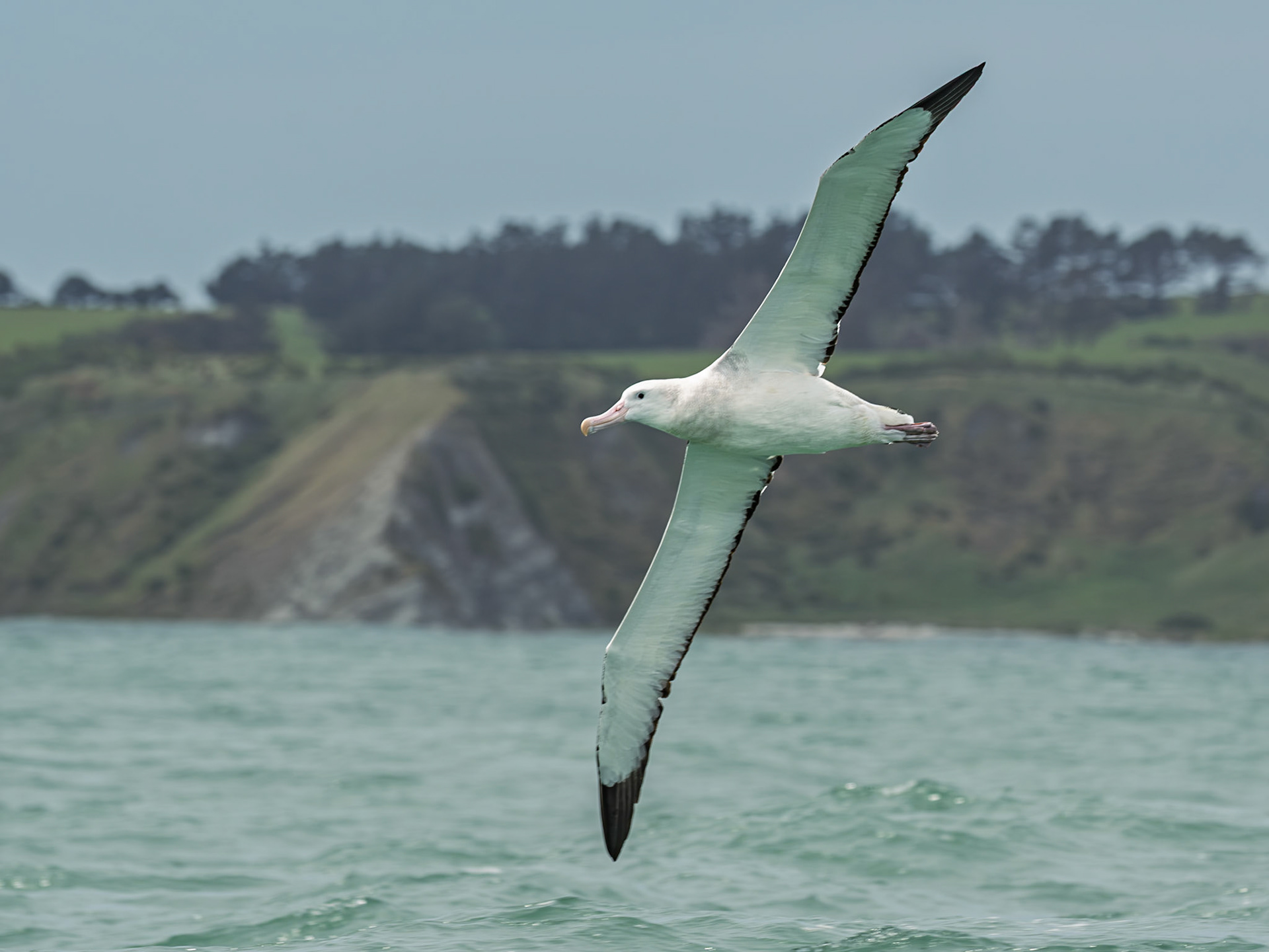 | Wandering Albatross, Toroa (Diomedea exulans) | Kaikoura | South Island | New Zealand |