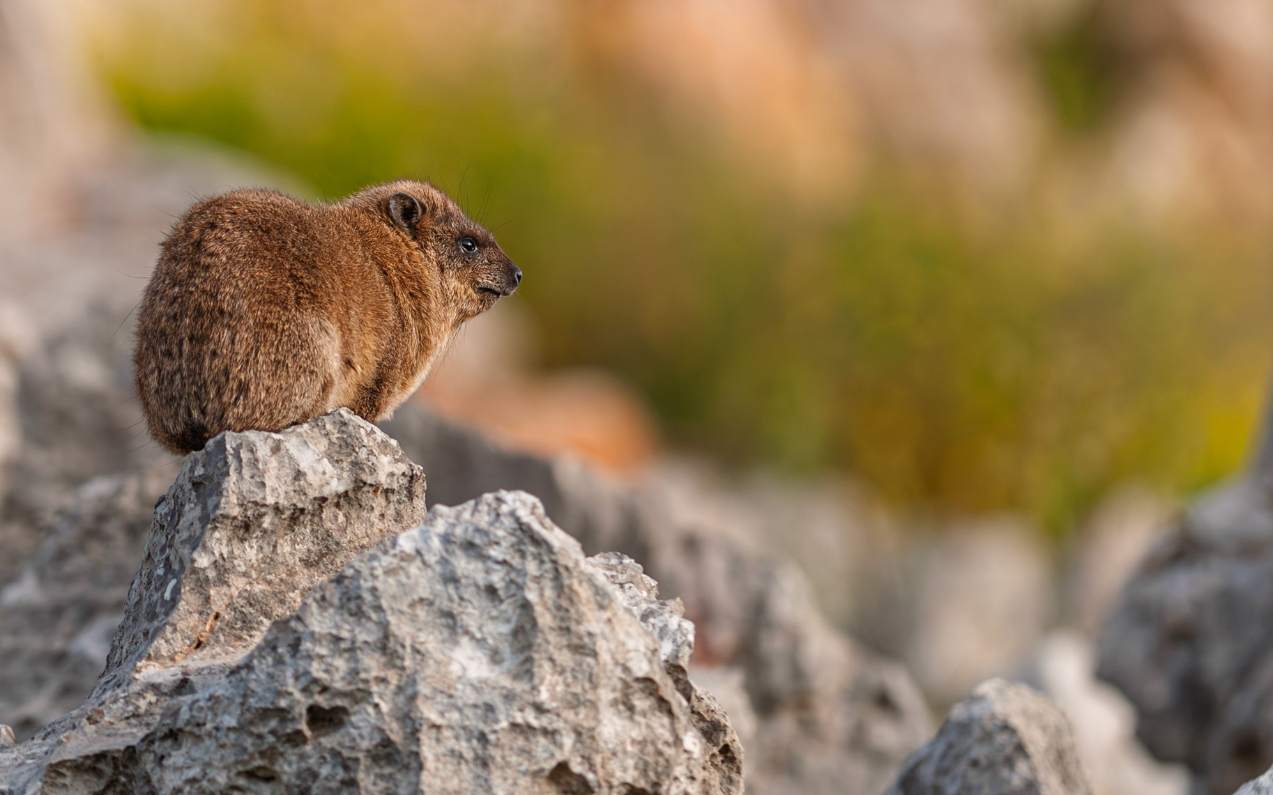 | Rock Hyrax (Procavia capensis) | Mount Hermon | Northern Israel | Israel |