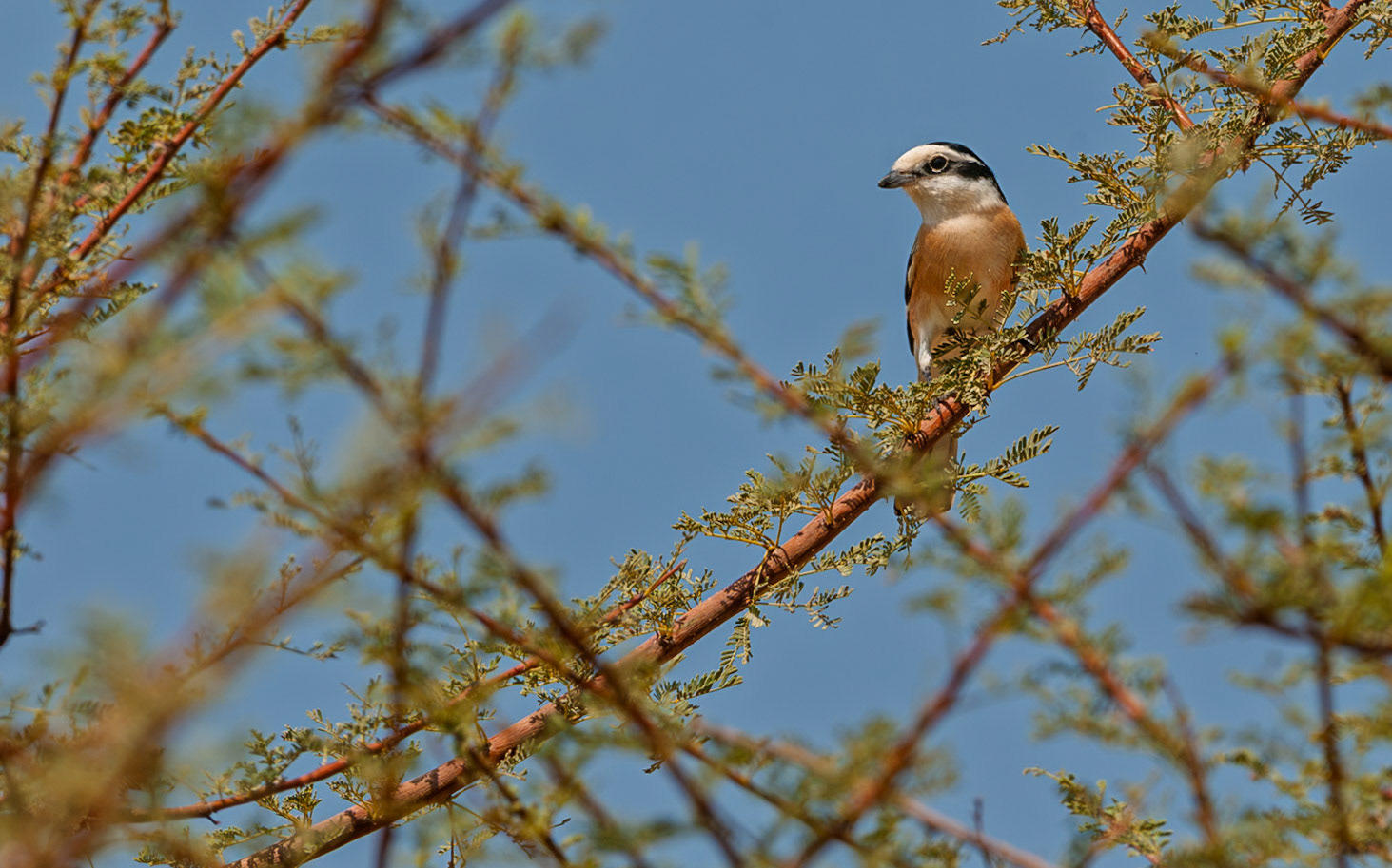 | Masked Shrike (Lanius nubicus) | Holland Park | Eilat | Israel |