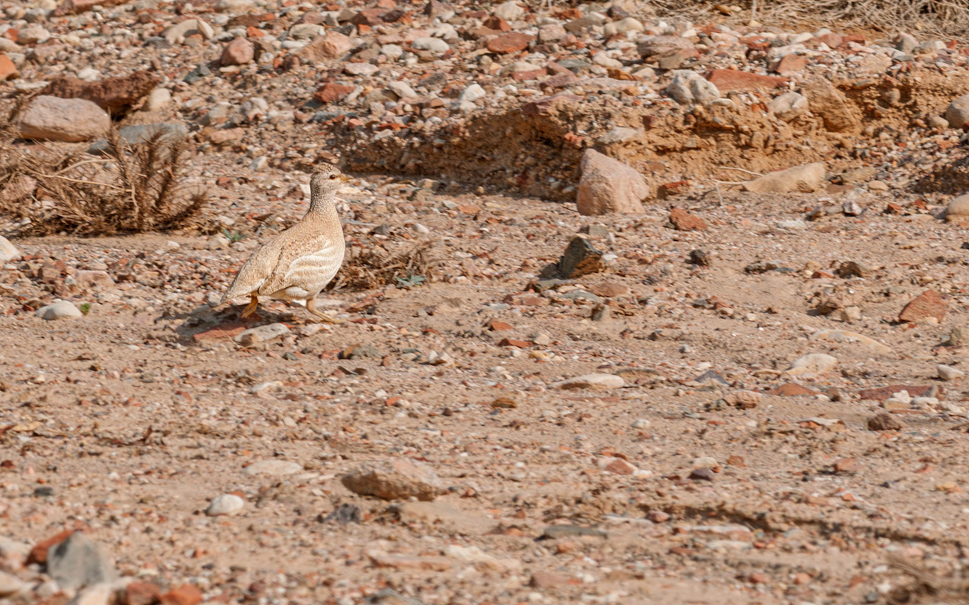 | Sand partridge (Ammoperdix heyi) | Holland Park | Eilat | Israel |