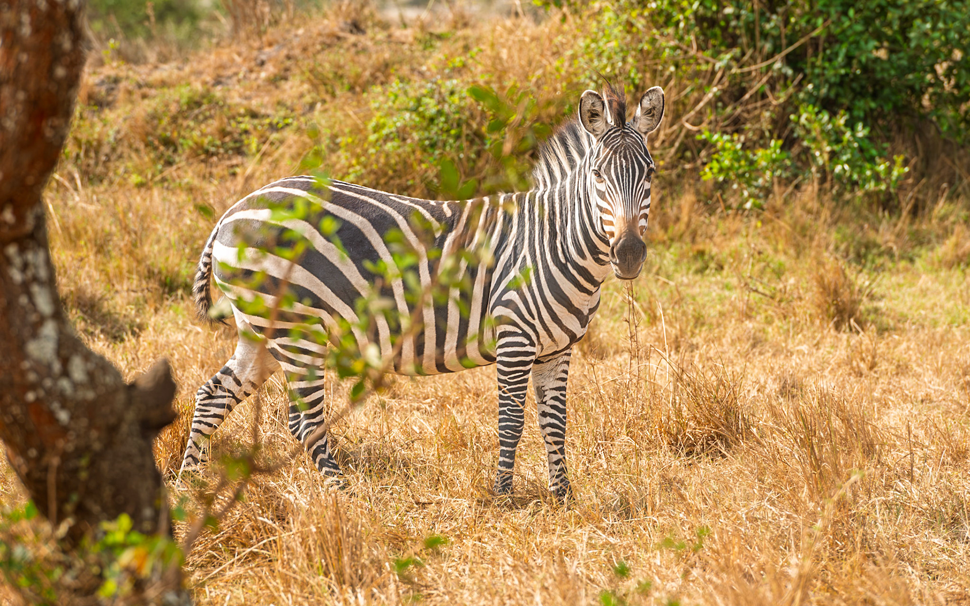 | Plains zebra (Equus quagga) | Mburo Lake | Uganda |