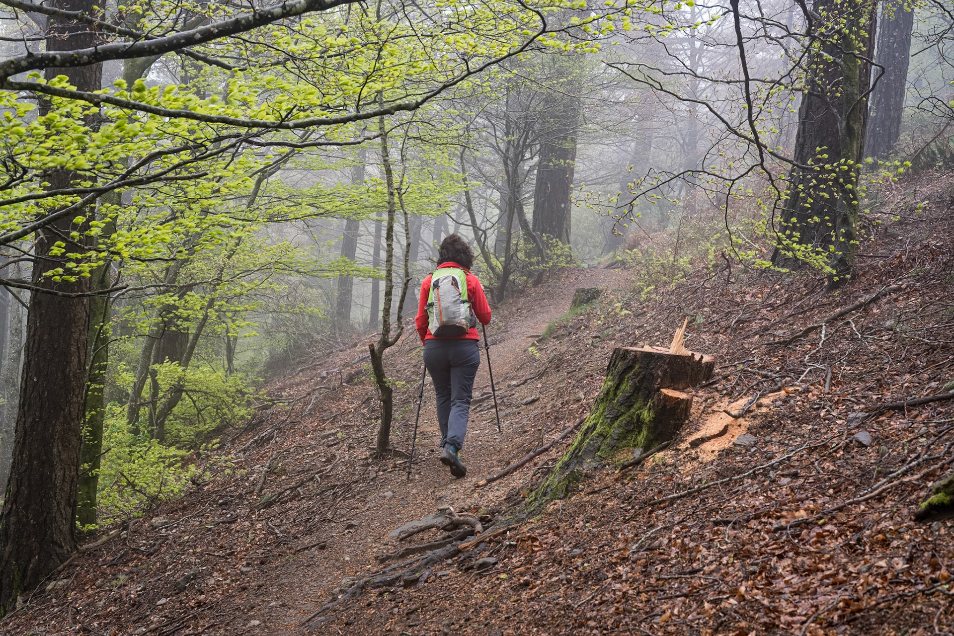 ARP 41.1. Coll de l'Ullat - Coll de Banyuls