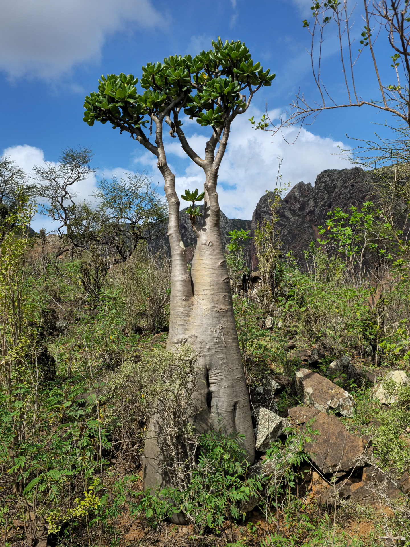 Desert Rose (Adenium obesum)