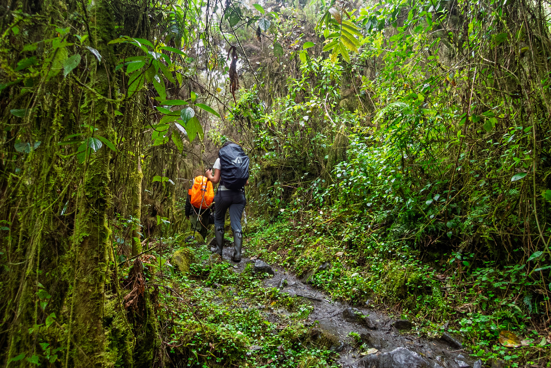 | Day 2. Nyabitabe Camp (2.651 m) - John Matte Hut (3.505 m) |  Rwenzori Mountains | Uganda | |  Rwenzori Mountains | Uganda |