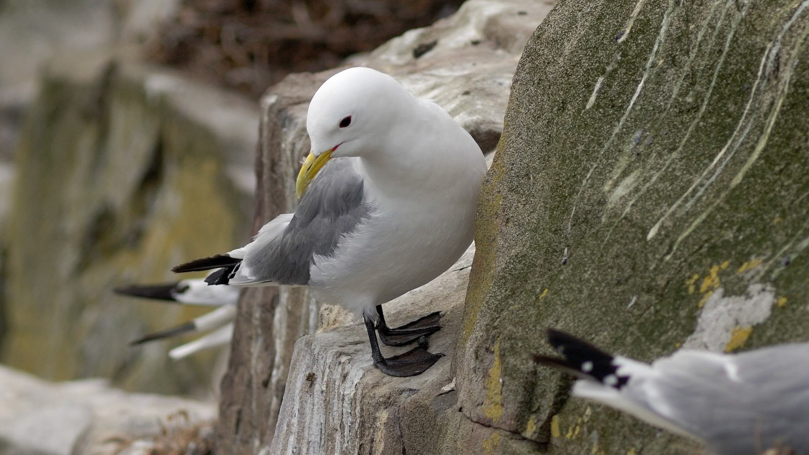 |Kittiwake (Rissa tridactyla) | Farne Islands | Northumbria | United Kingdom |