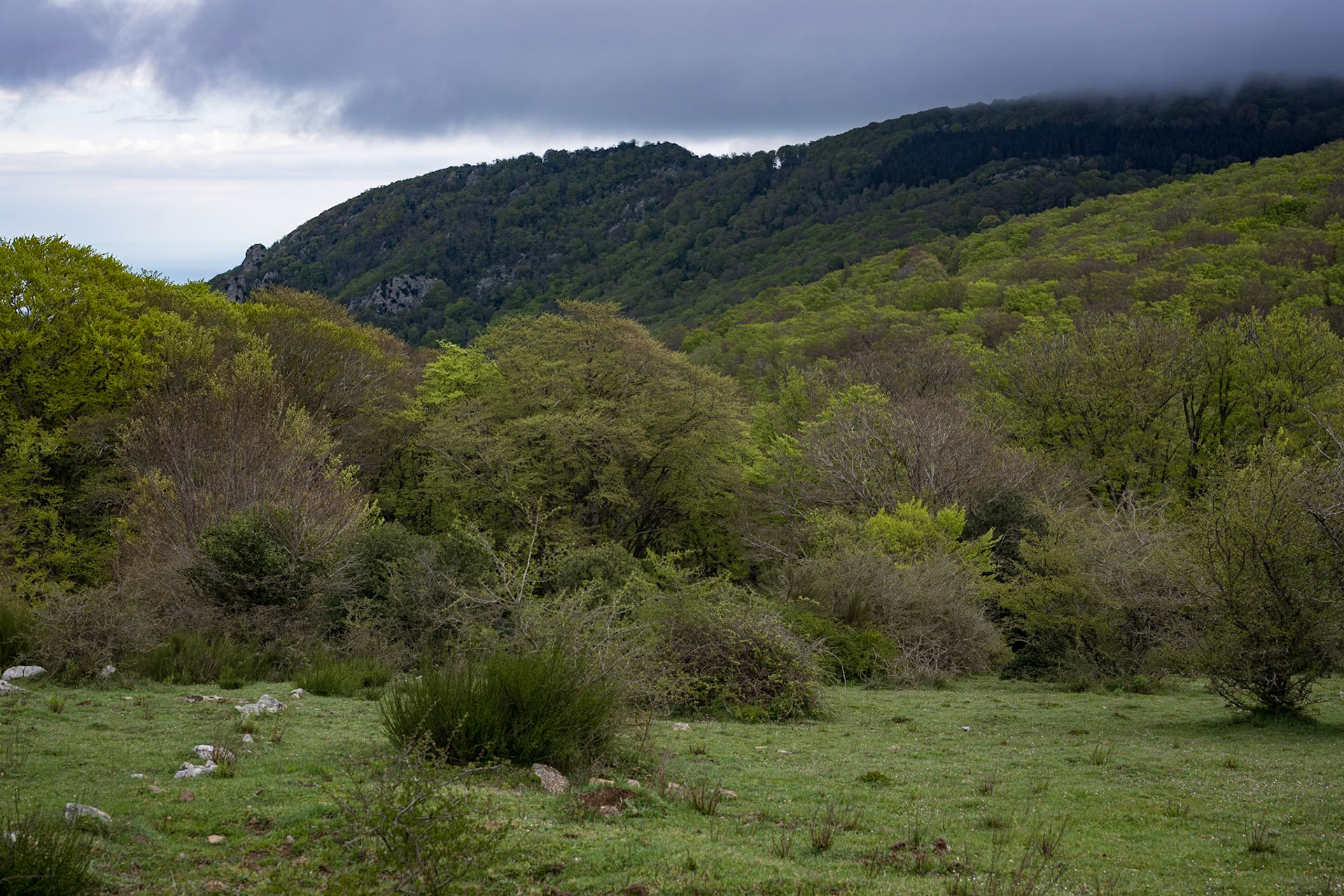 ARP 41.1. Coll de l'Ullat - Coll de Banyuls
