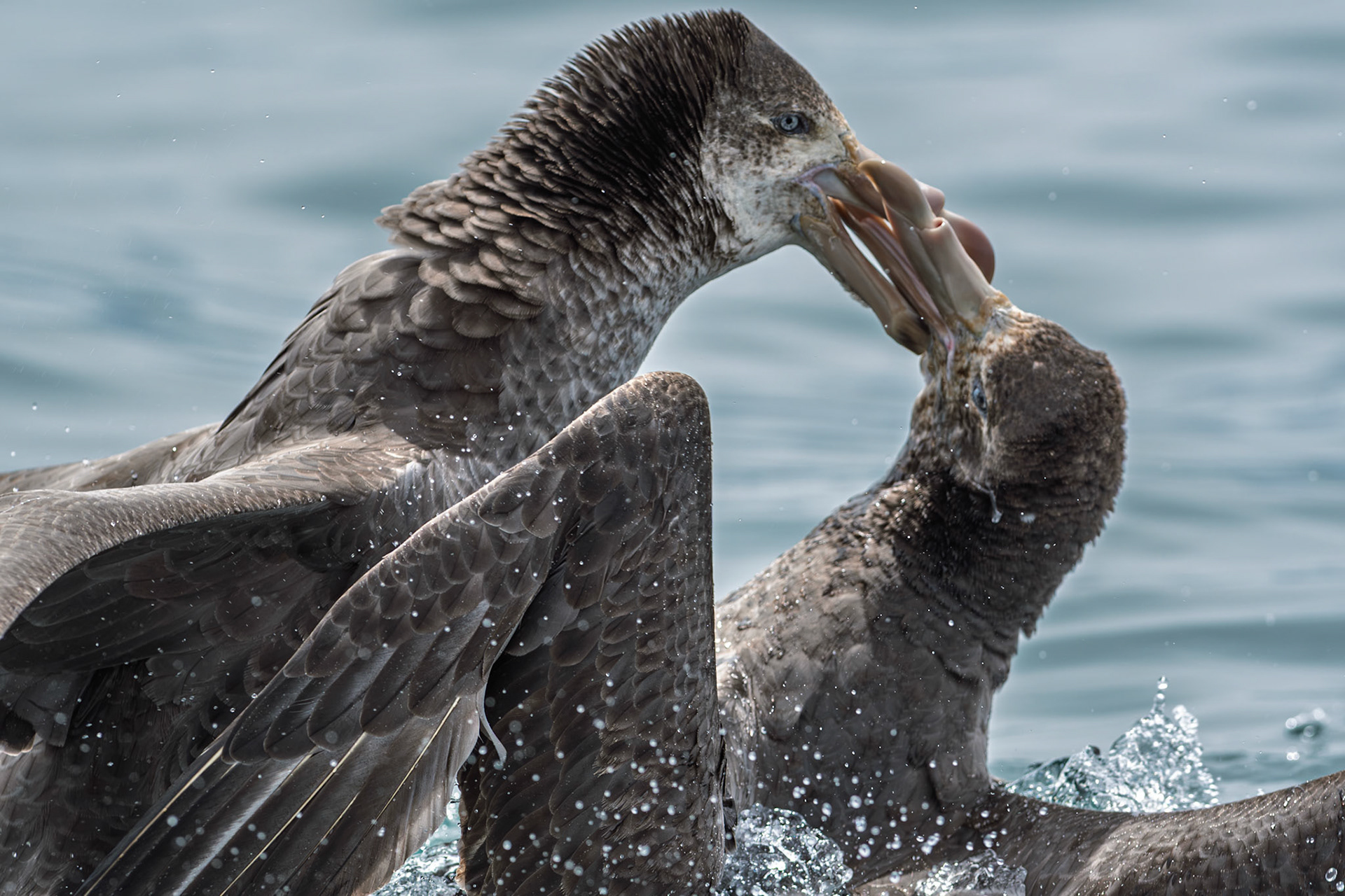 | Northern Giant Petrel, Pāngurunguru (Macronectes halli) | Kaikoura | South Island | New Zealand |