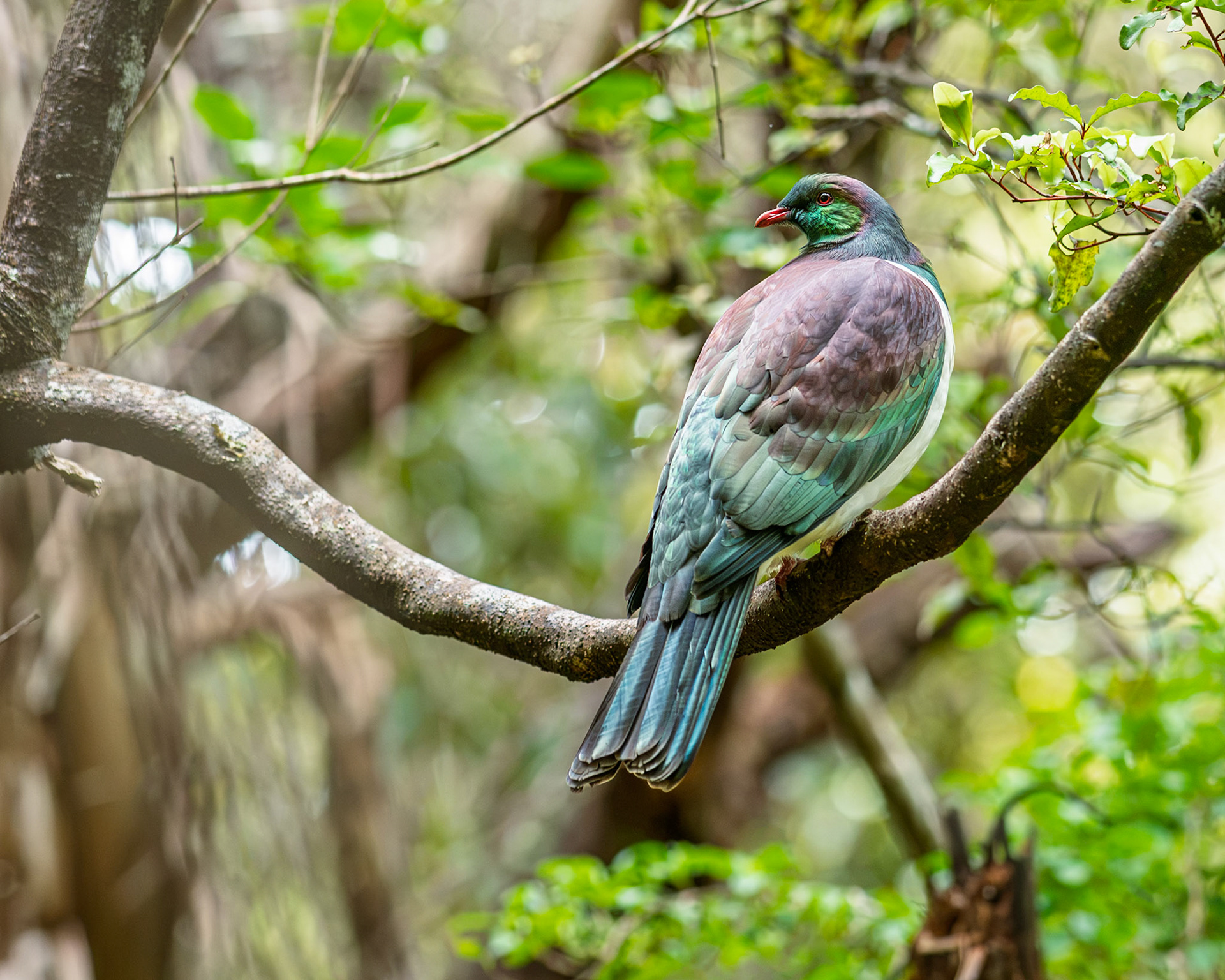 | Kererū (Hemiphaga novaeseelandiae) | Stuart Island / Rakiura | South Island | New Zealand |