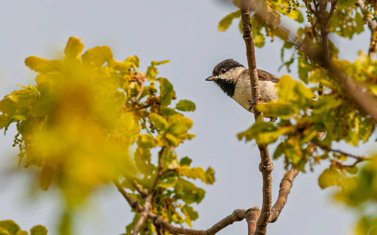 | Sombre tit (Poecile lugubris) | Mount Hermon | Northern Israel | Israel |
