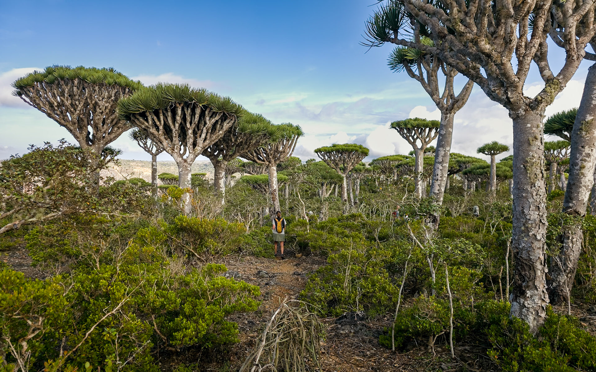 Firmihin Dragon Blood Tree Forest