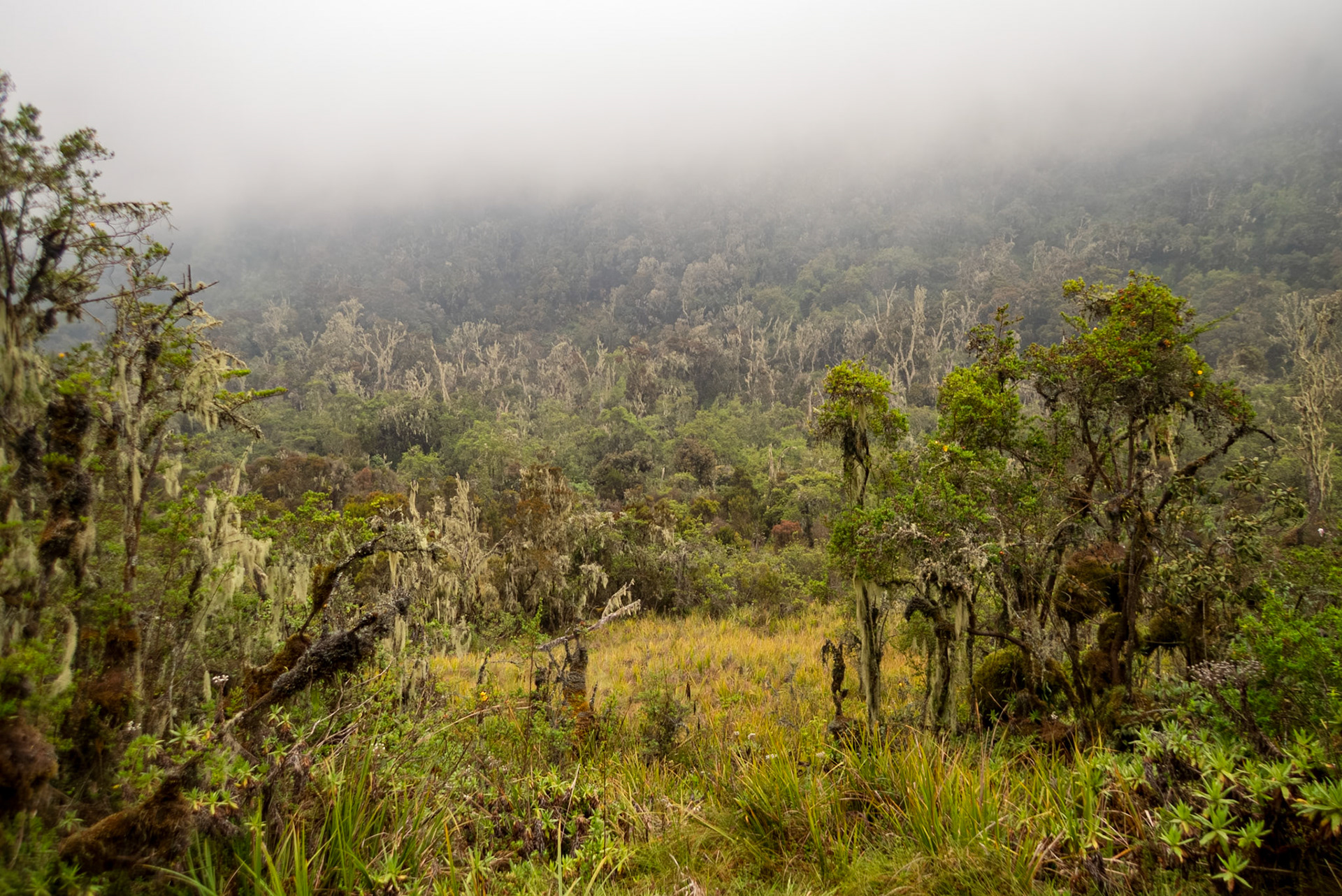| Day 2. Nyabitabe Camp (2.651 m) - John Matte Hut (3.505 m) |  Rwenzori Mountains | Uganda | |  Rwenzori Mountains | Uganda |