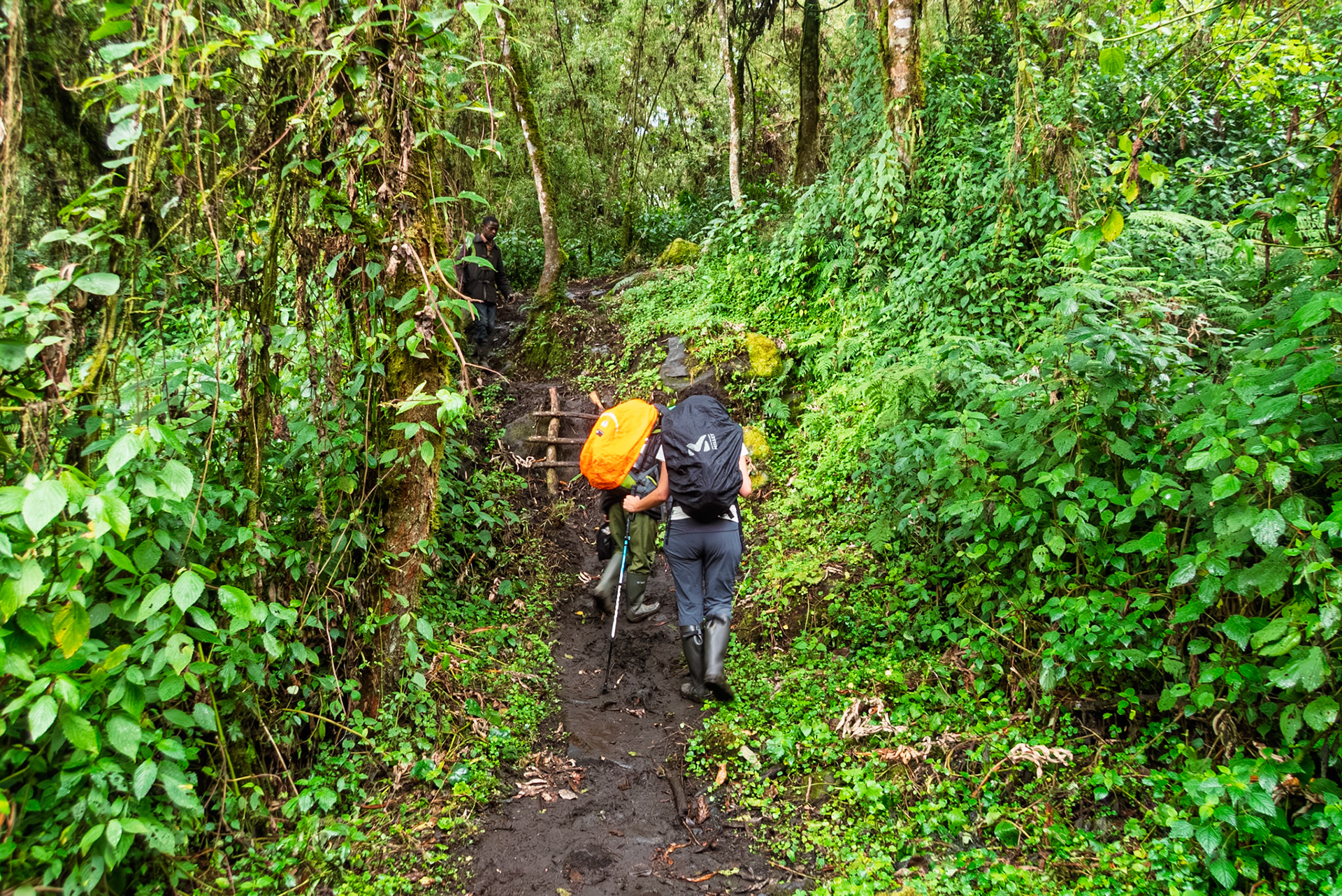 | Day 2. Nyabitabe Camp (2.651 m) - John Matte Hut (3.505 m) |  Rwenzori Mountains | Uganda | |  Rwenzori Mountains | Uganda |