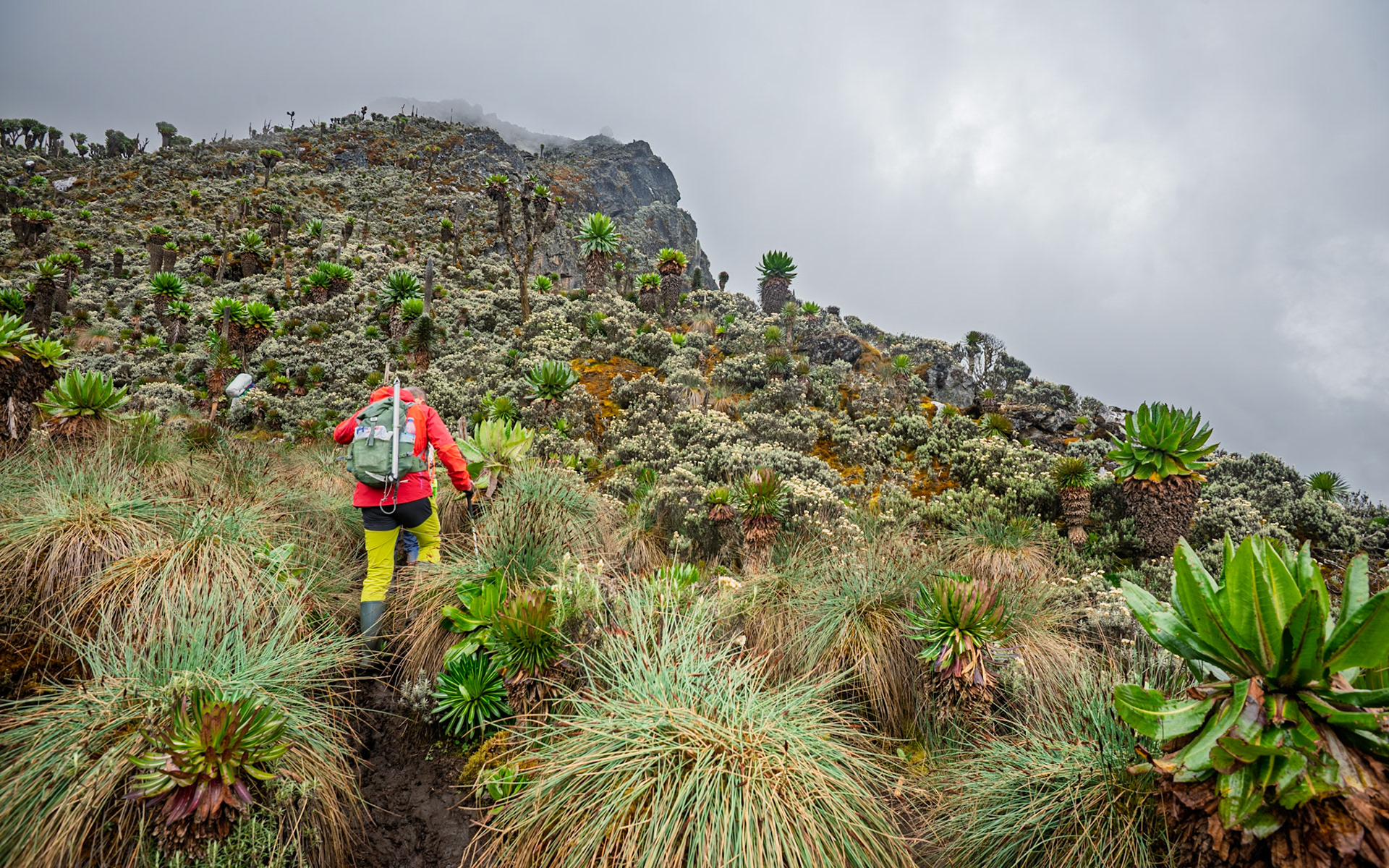 | Day 4. Bujuku Hut (3.977 m) - Elena Hut (4,541 m) |  Rwenzori Mountains | Uganda |  Rwenzori Mountains | Uganda |