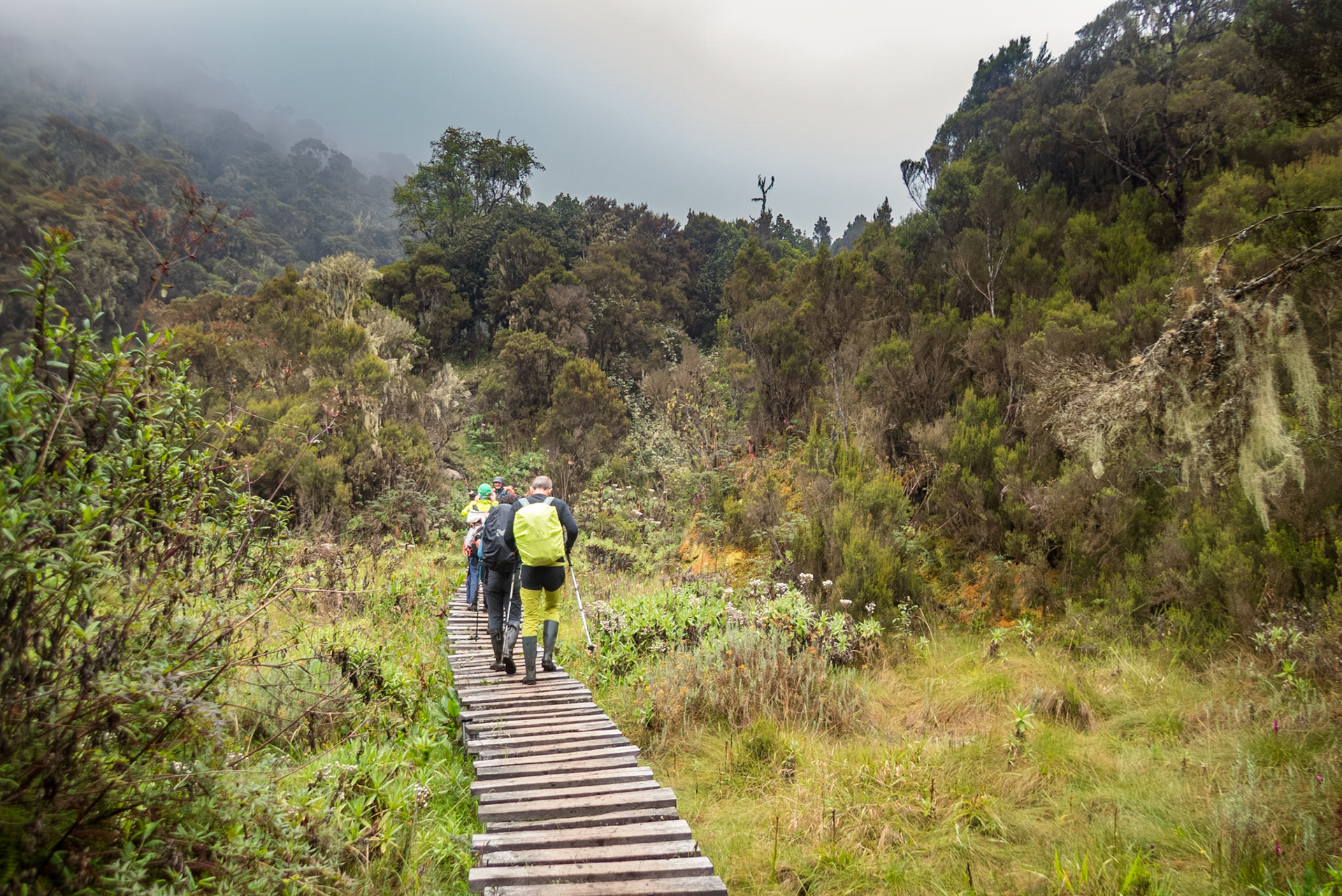 | Day 2. Nyabitabe Camp (2.651 m) - John Matte Hut (3.505 m) |  Rwenzori Mountains | Uganda | |  Rwenzori Mountains | Uganda |