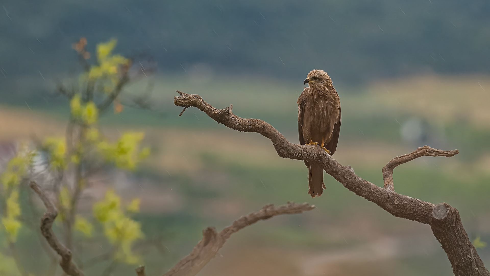 | Black Kite (Milvus migrans) | Conca de Tremp | Catalonia |