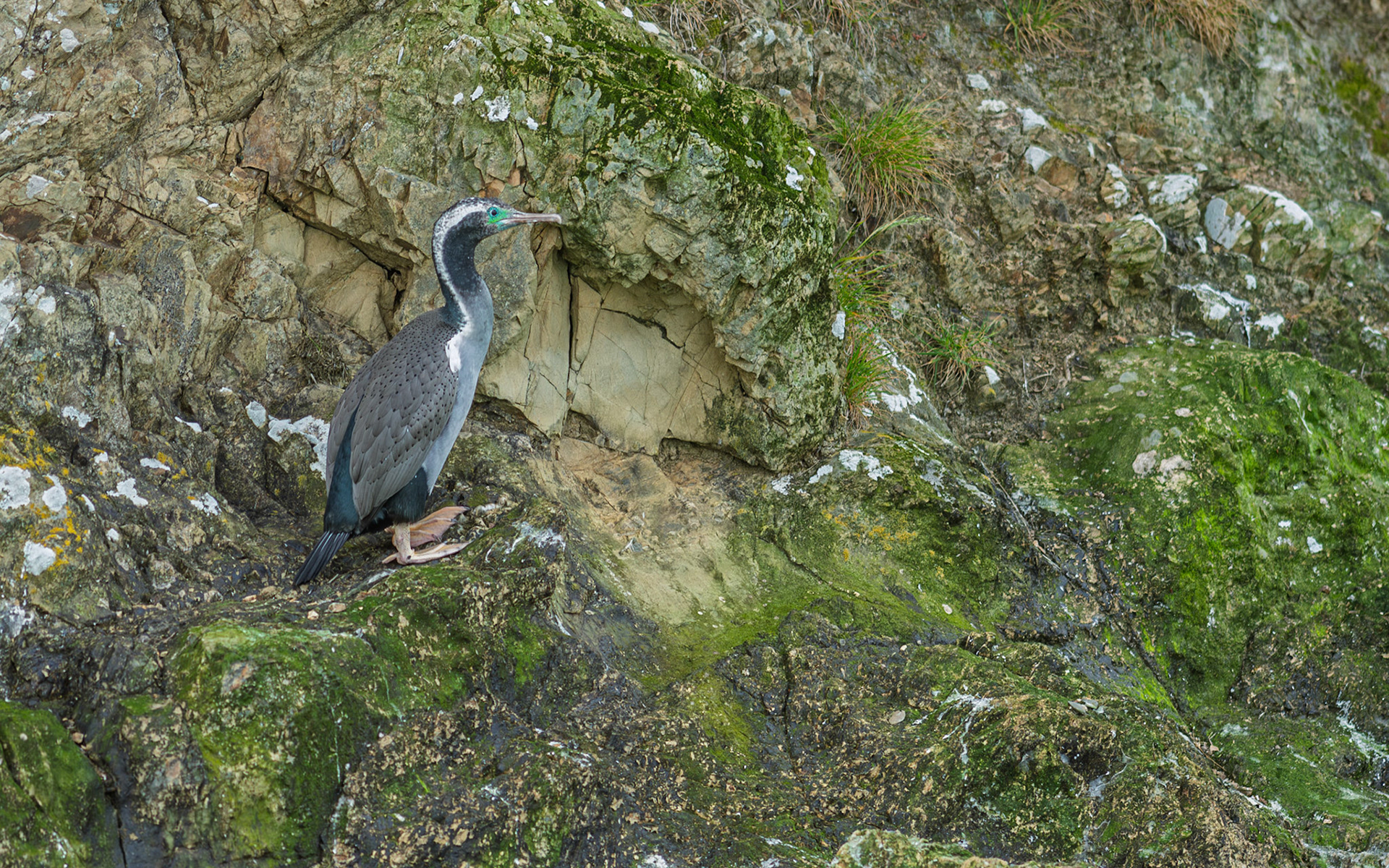 | Spotted Shag, Parekareka, Kawau Tikitiki (Phalacrocorax punctatus) | Queen Charlotte Sound | South Island | New Zealand |