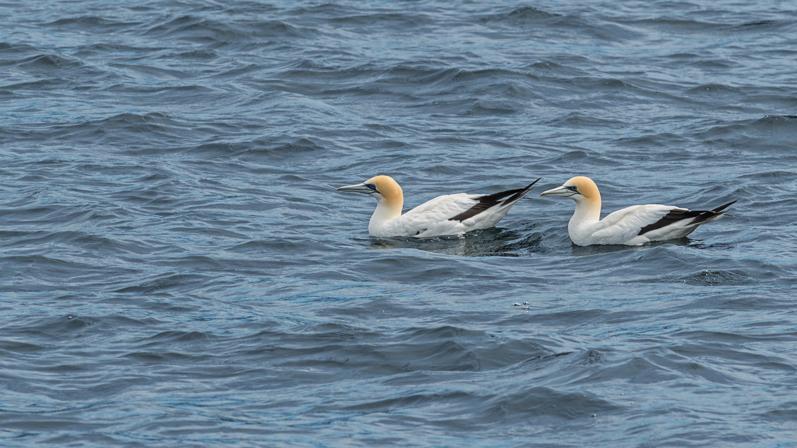 | Australatian Gannet, Tākapu (Morus Serrator) | Queen Charlotte Sound | South Island | New Zealand |