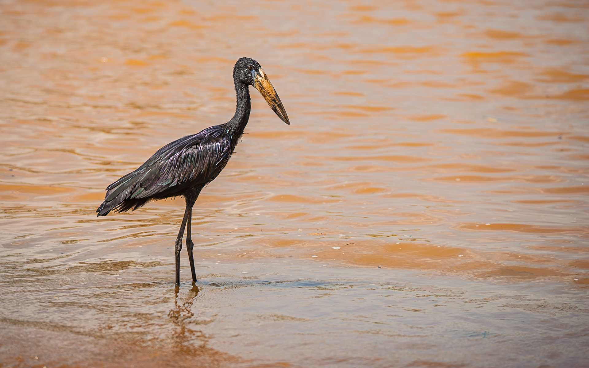 | African openbill (Anastomus lamelligerus) | Entebbe | Uganda |