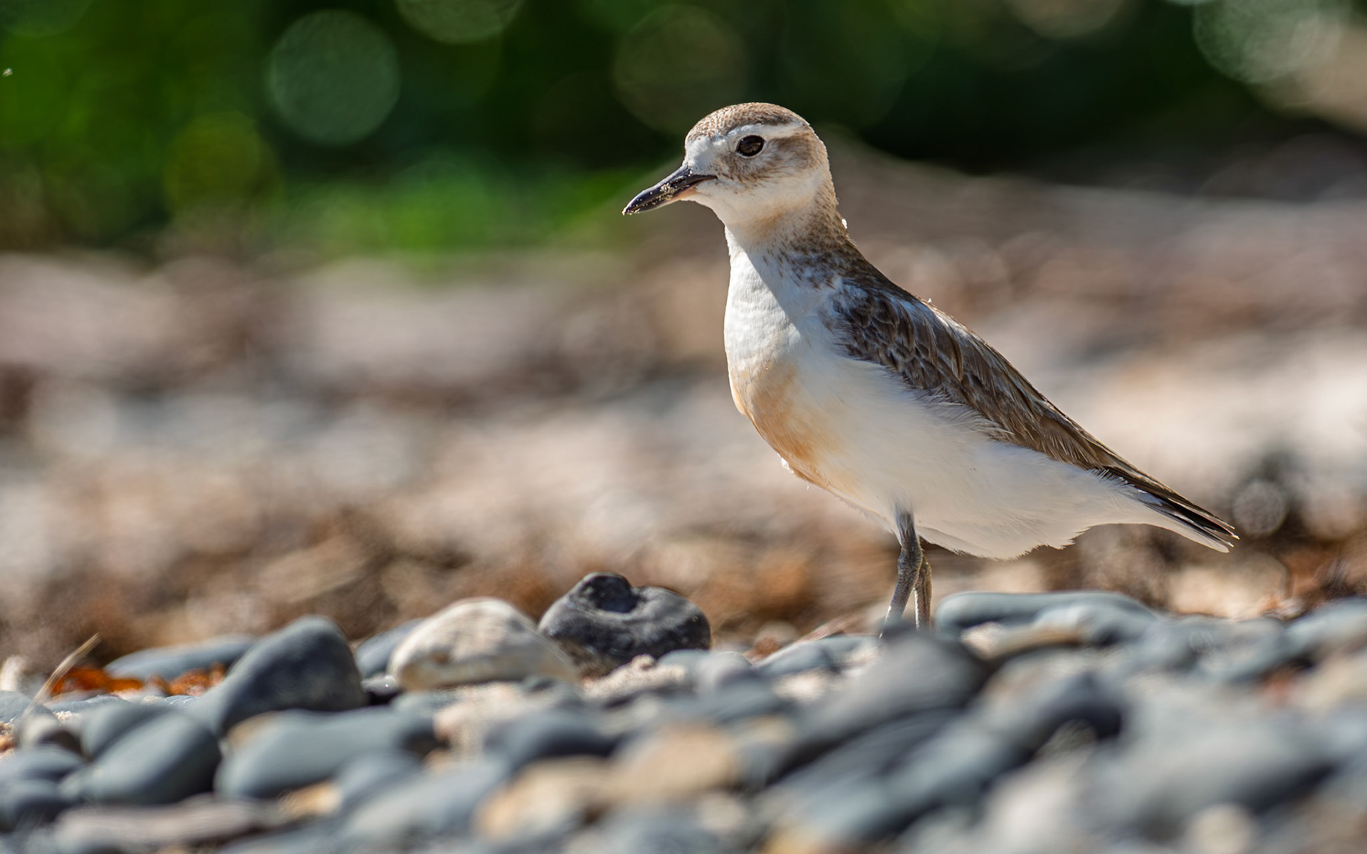 | New Zealand Dotterel, Tūturiwhatu, Pukunui, Kūkuruatu (Anarhynchus obscurus) | Tiritiri Matangi | North Island | New Zealand |