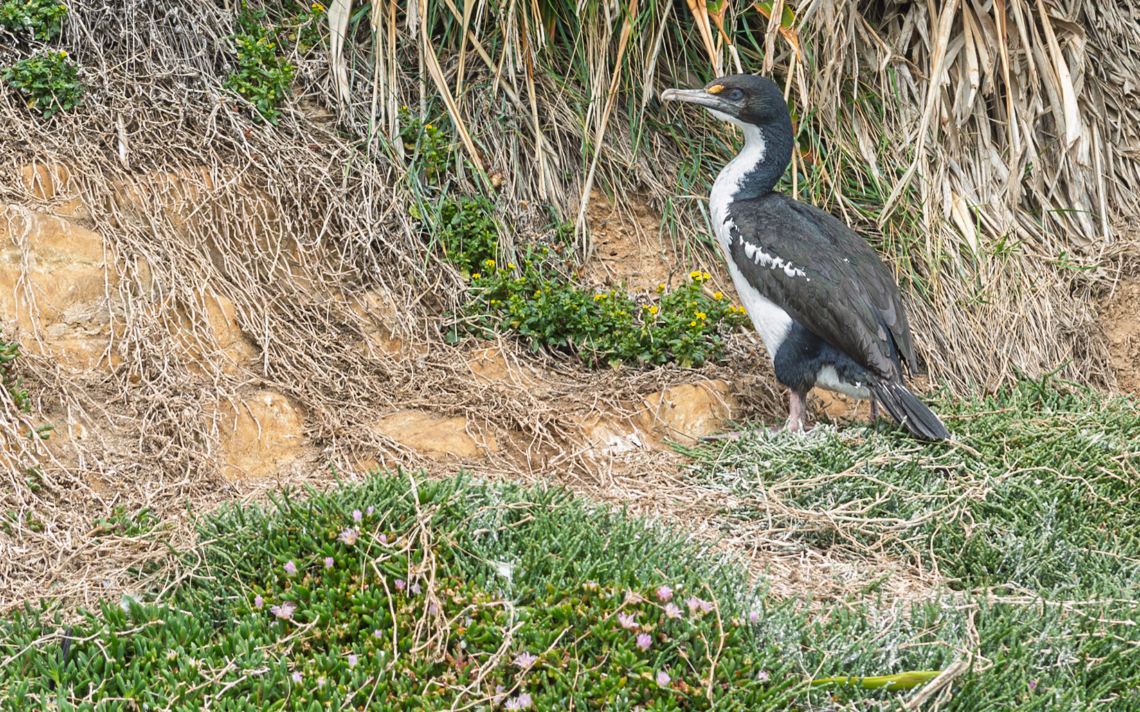 | Pied Shag, Kāruhiruhi (Phalacrocorax varius) | Queen Charlotte Sound | South Island | New Zealand |