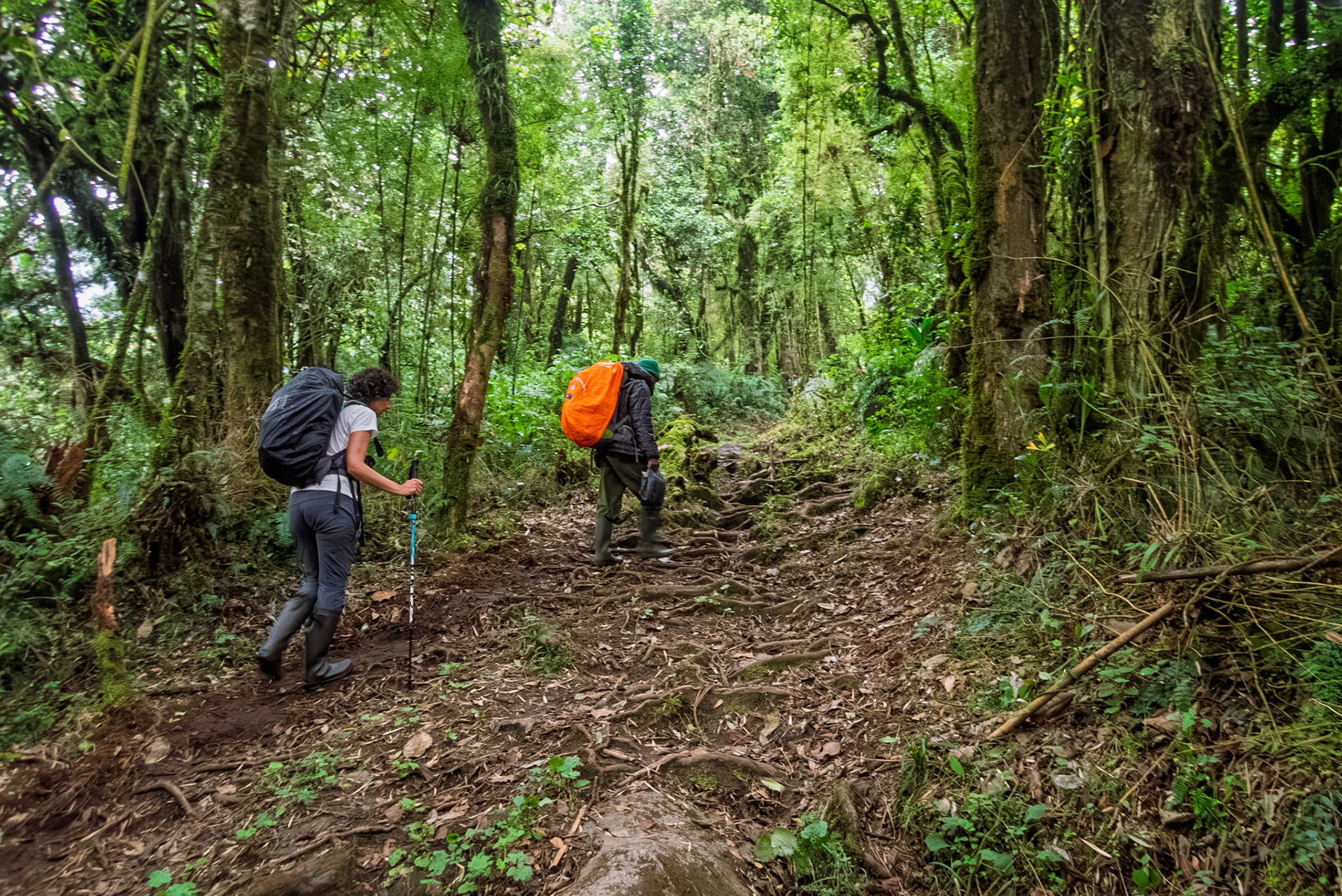 | Day 2. Nyabitabe Camp (2.651 m) - John Matte Hut (3.505 m) |  Rwenzori Mountains | Uganda | |  Rwenzori Mountains | Uganda |