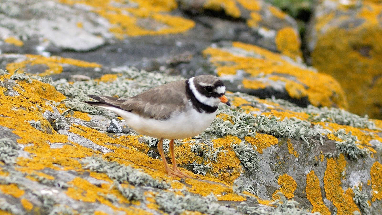 | Farne Islands | Northumbria | United Kingdom |