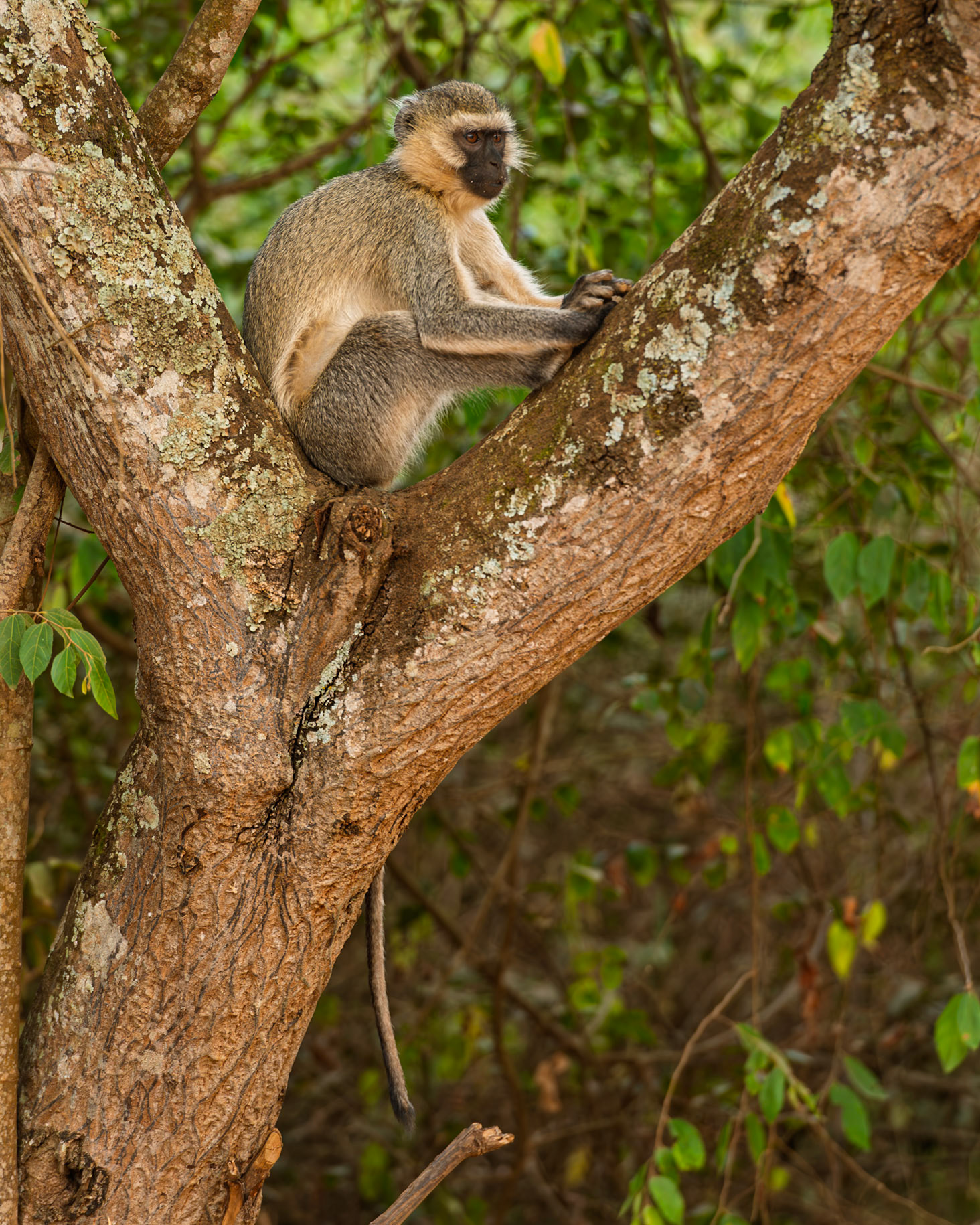 | Vervet monkey (Chlorocebus pygerythrus) | Mburo Lake | Uganda |