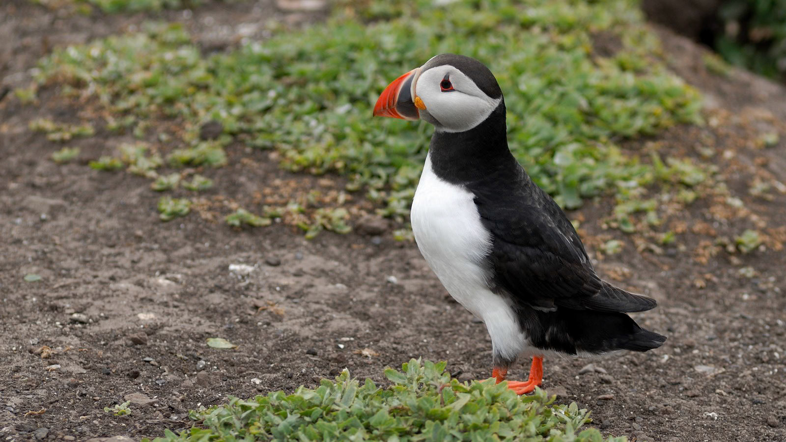 | Atlantic puffin (Fratercula arctica) | Farne Islands | Northumbria | United Kingdom |
