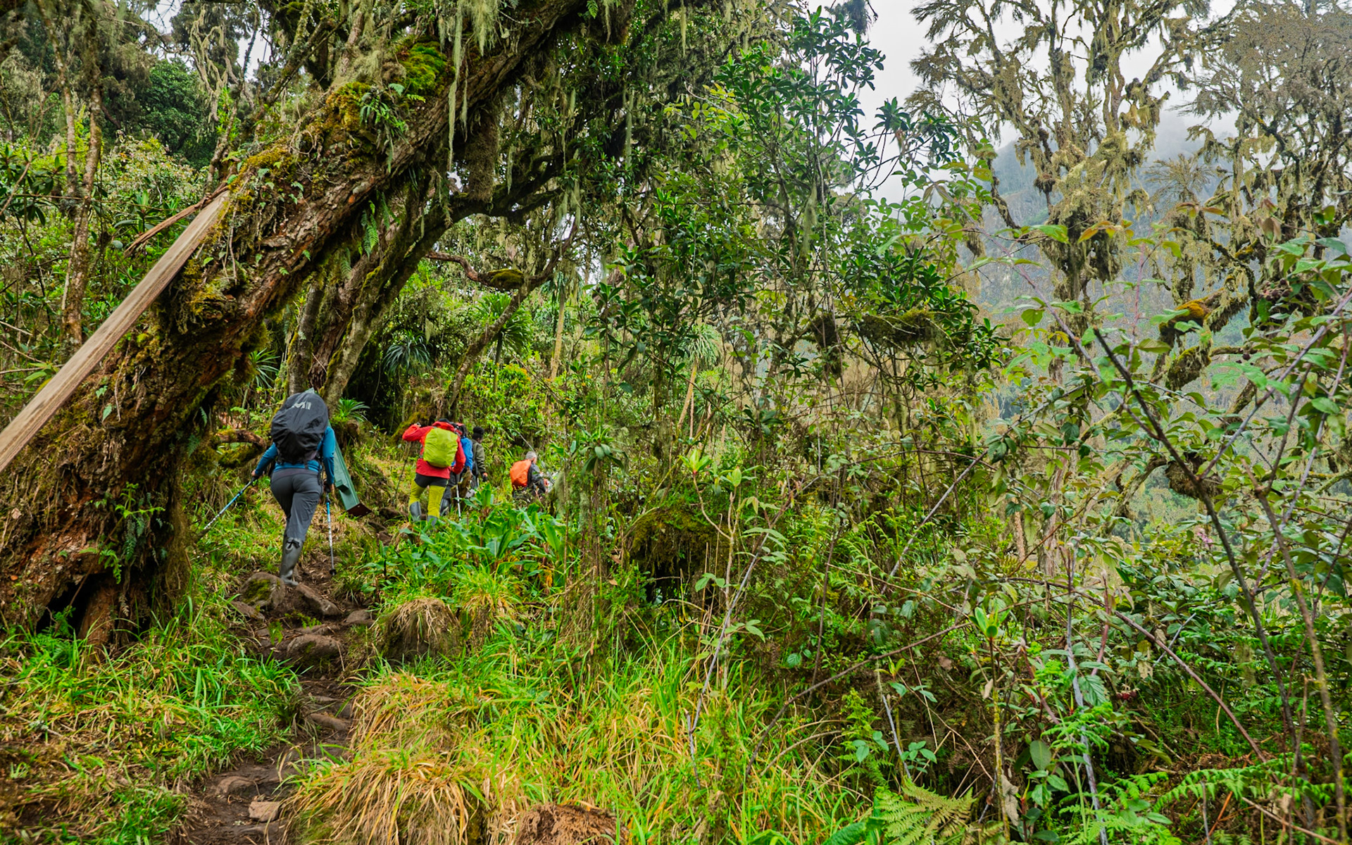 | Day 3. John Matte Hut (3.505 m) - Bujuku Hut (3.977 m) |  Rwenzori Mountains | Uganda | |  Rwenzori Mountains | Uganda |