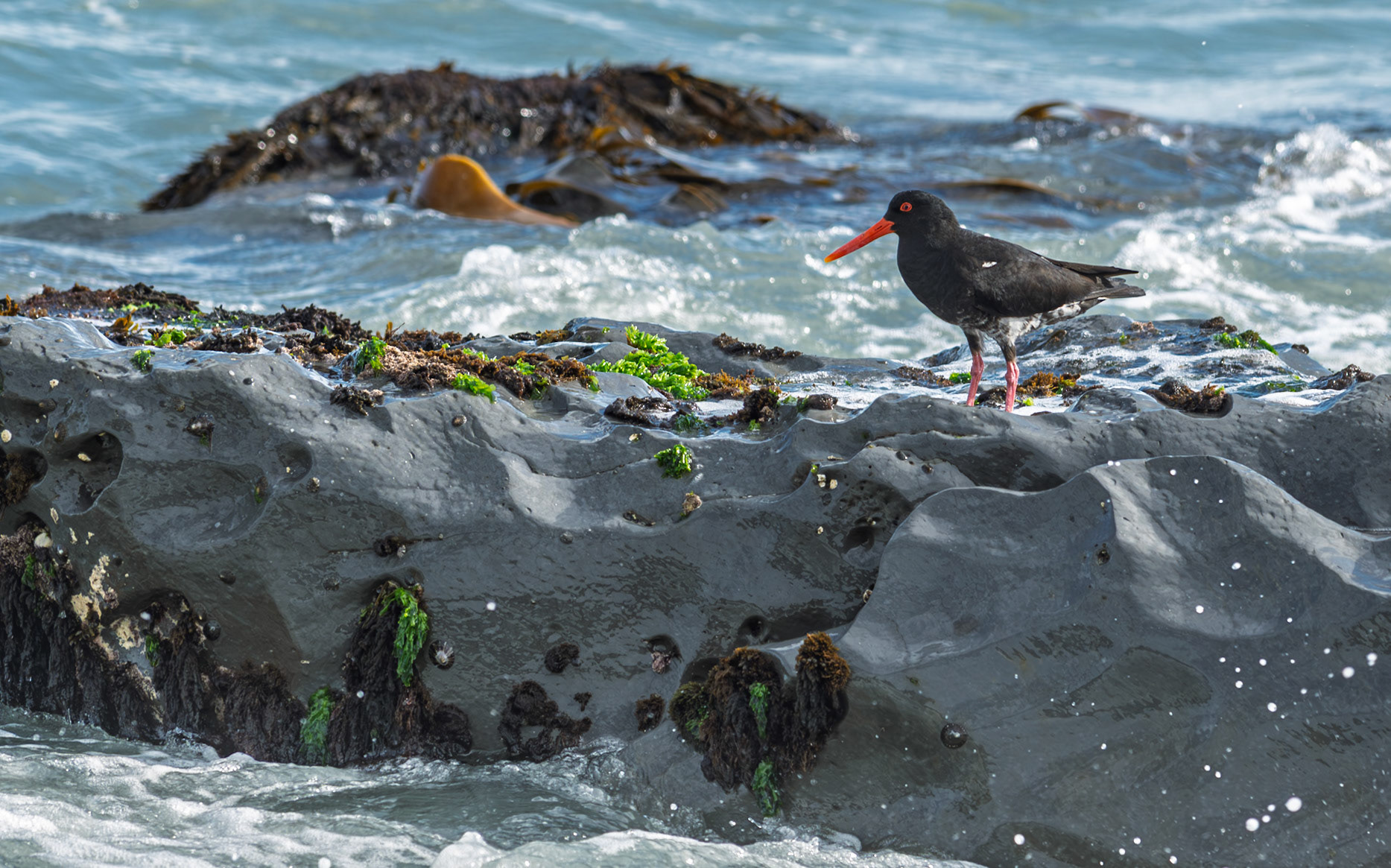 | Variable Oystercatcher, Tōrea-pango (Haematopus unicolor) | Kaikoura | South Island | New Zealand |