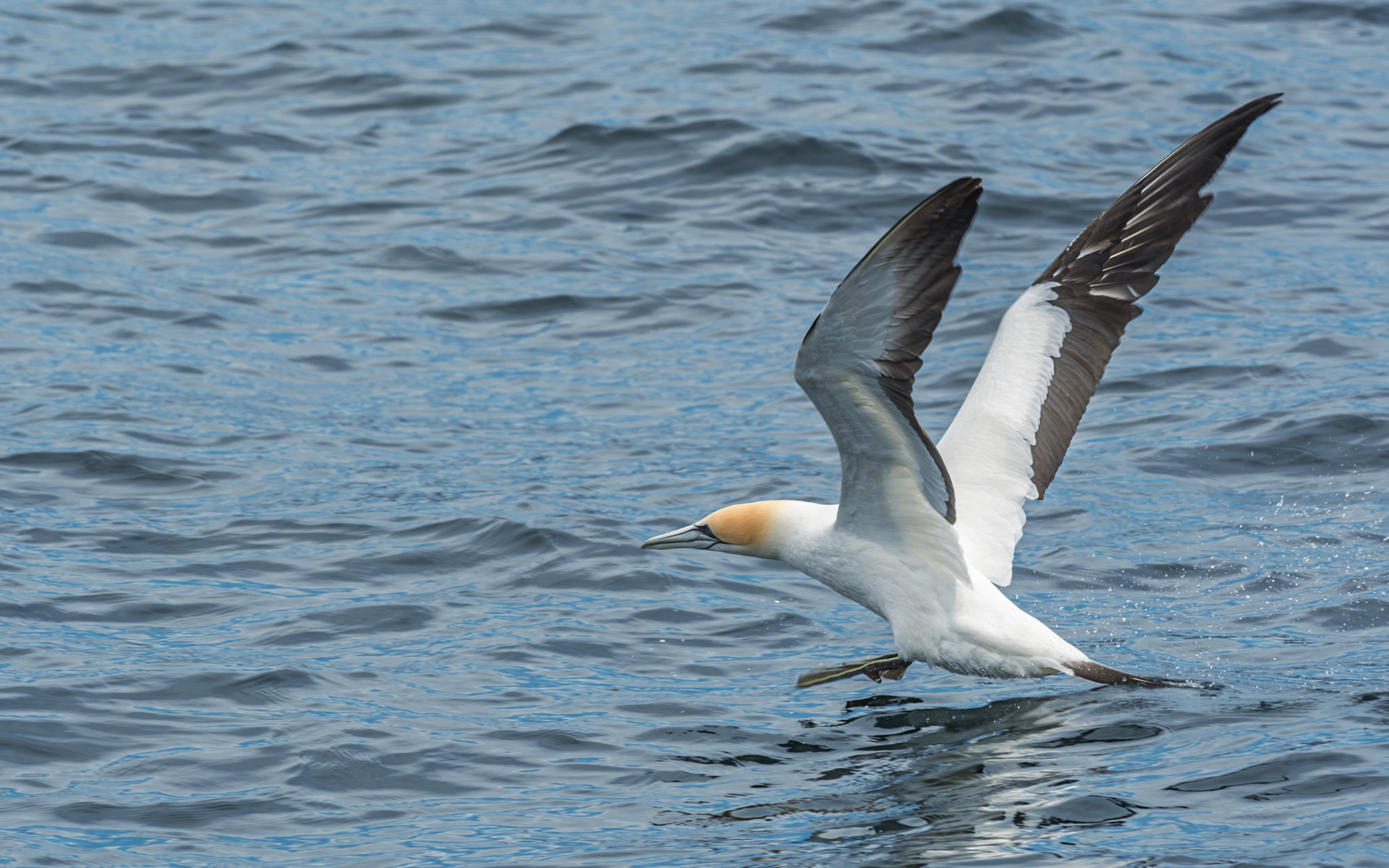 | Australatian Gannet, Tākapu (Morus Serrator) | Queen Charlotte Sound | South Island | New Zealand |