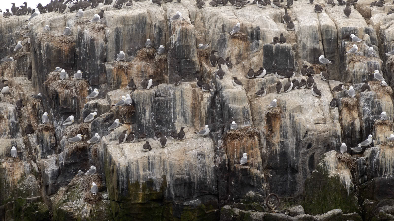 | Farne Islands | Northumbria | United Kingdom |