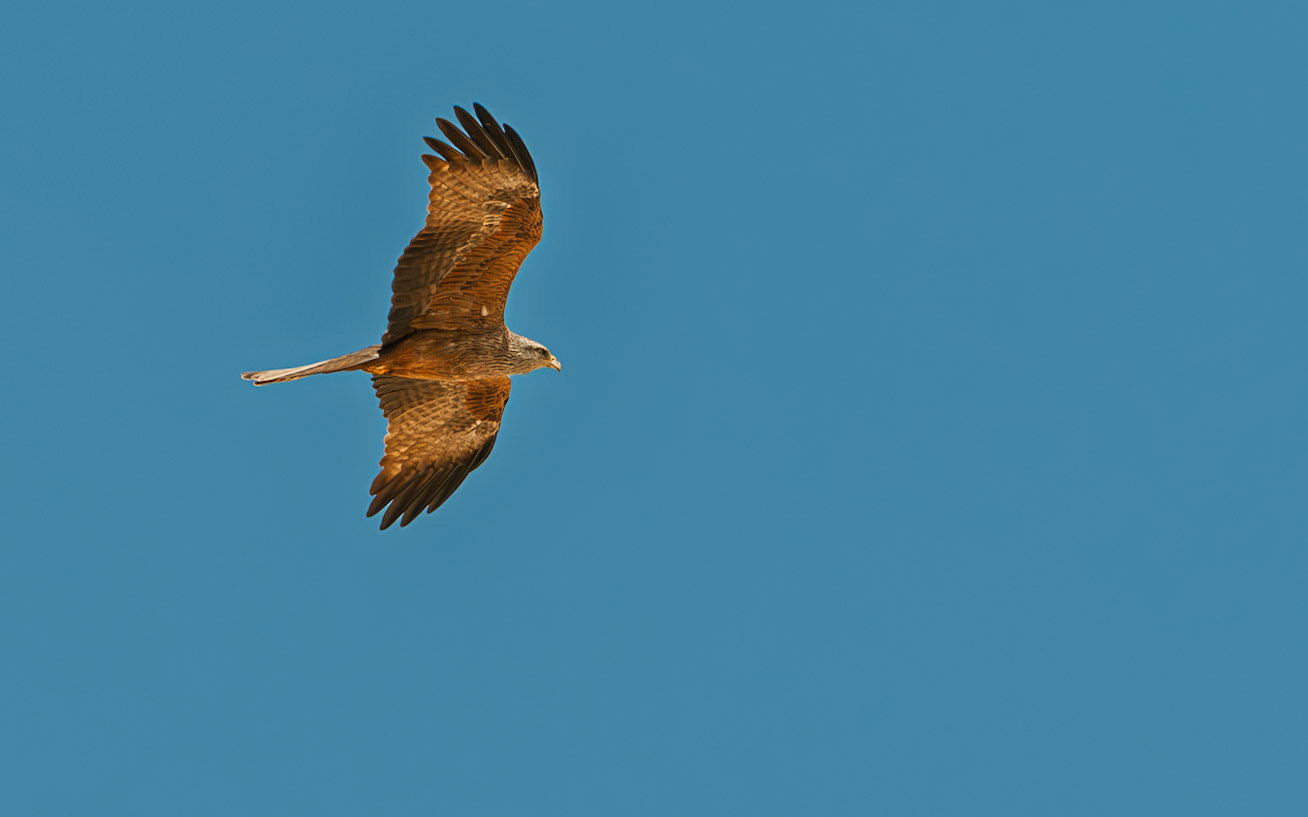 | Black kite (Milvus migrans) | Southern Israel | Israel |