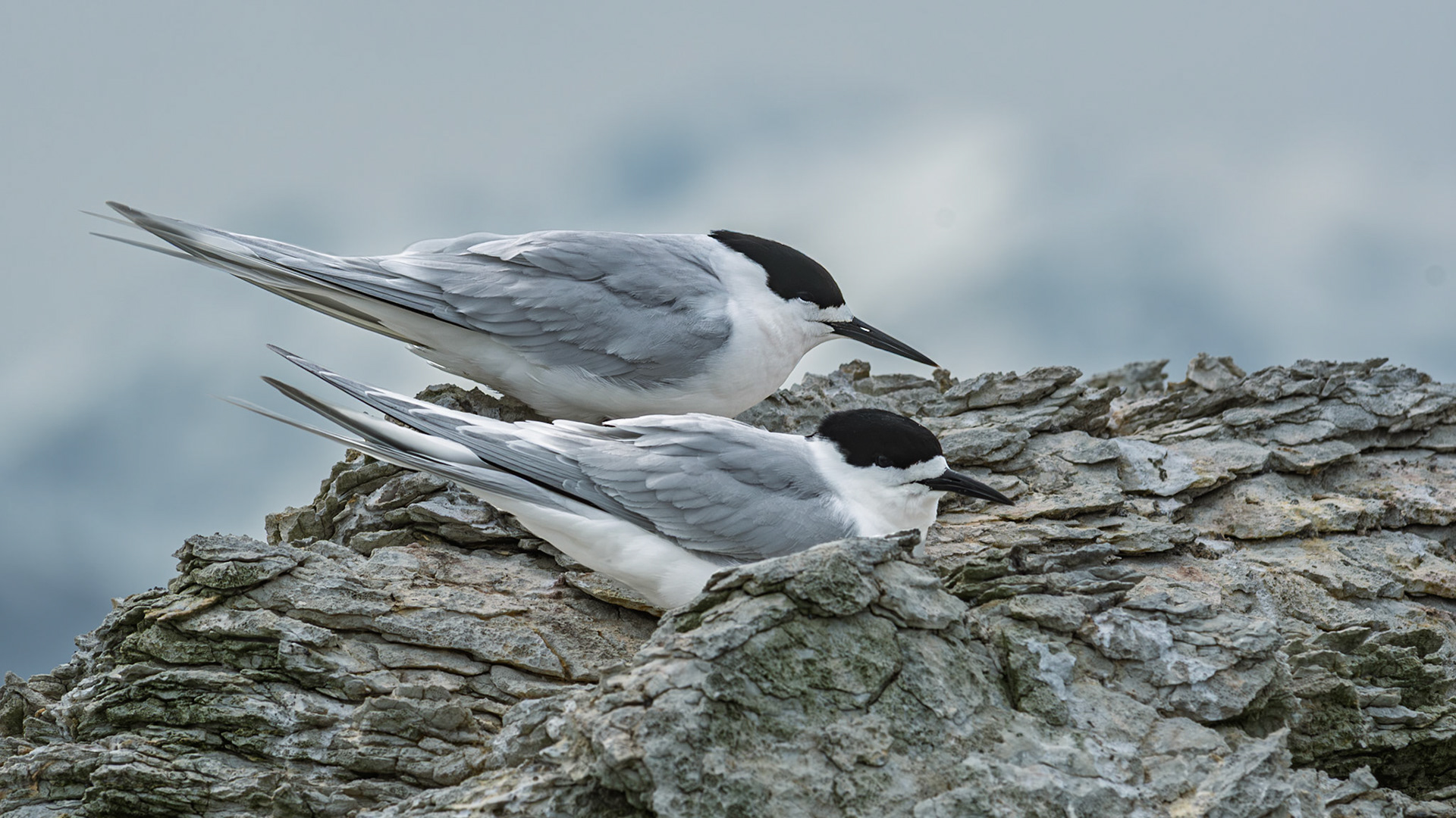 | White-fronted Tern, Tara (Sterna striata) | Kaikoura | South Island | New Zealand |