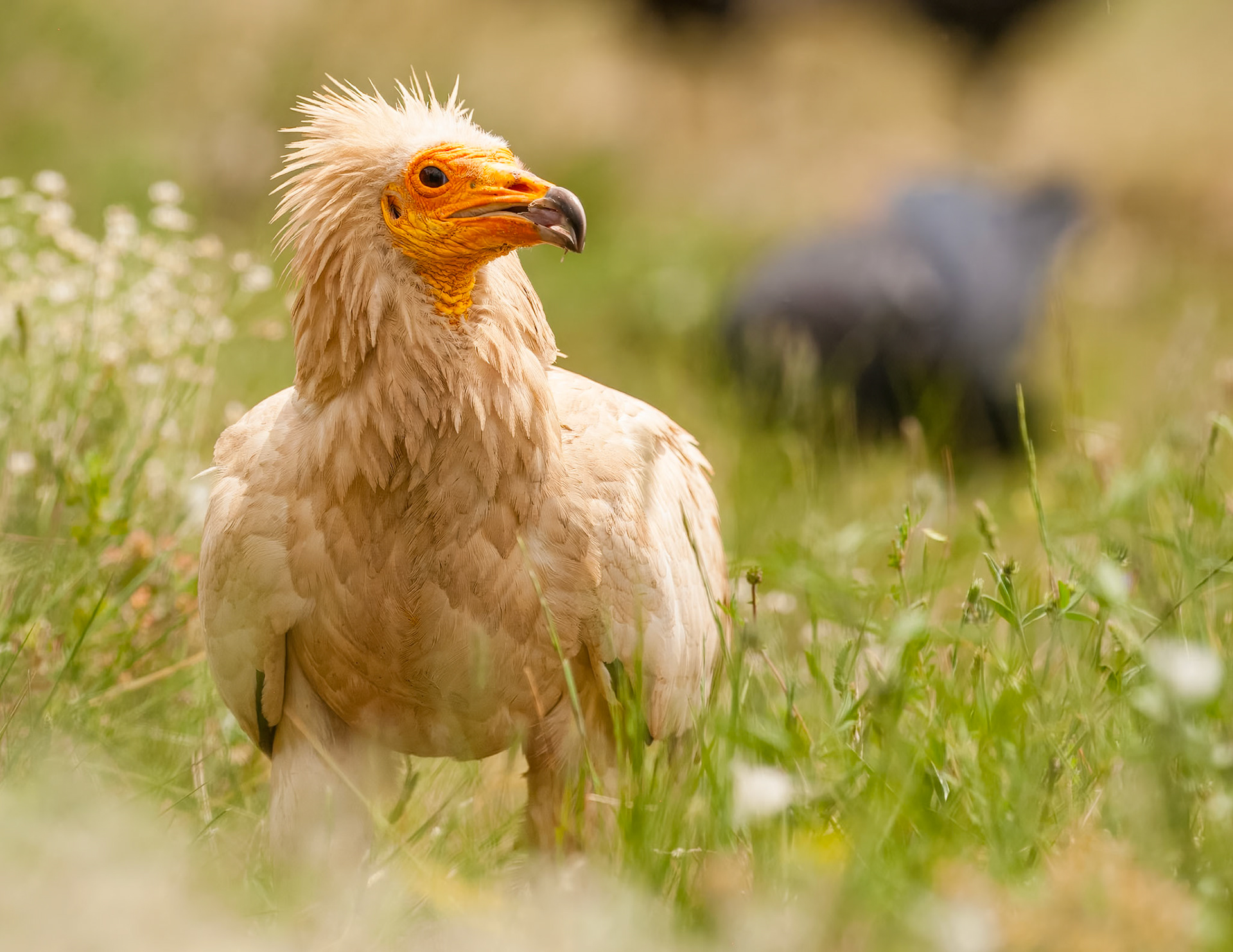 | Egyptian Vulture (Neophron percnopterus) | Conca de Tremp | Catalonia |
