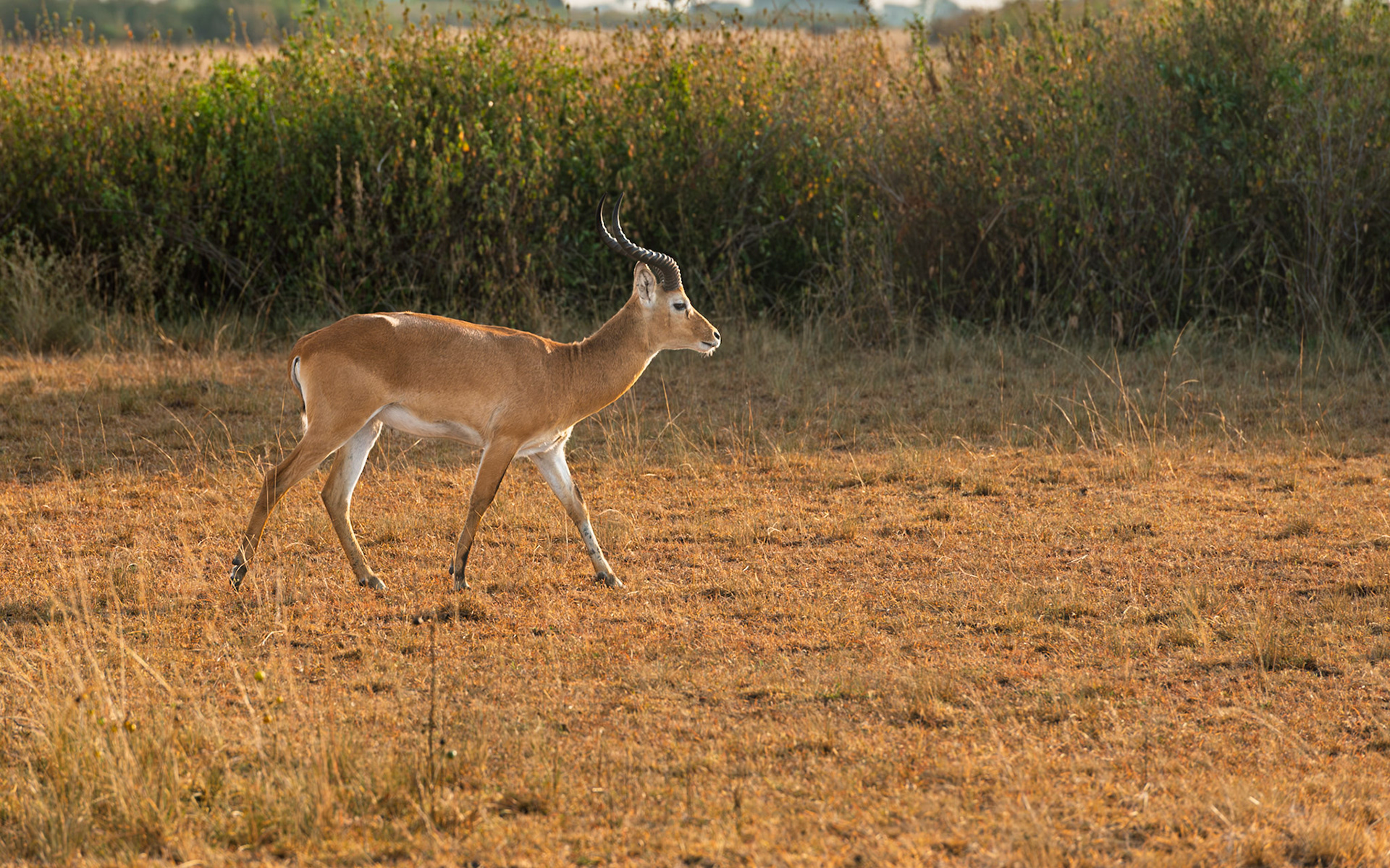 | Impala (Aepyceros melampus) | Mburo Lake | Uganda |